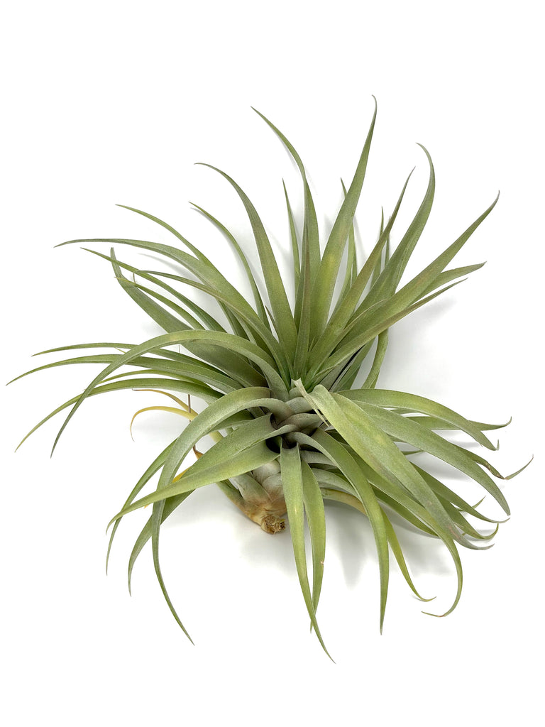 X Betty (Xerographica x Brachycaulos) | Air Plant Hub