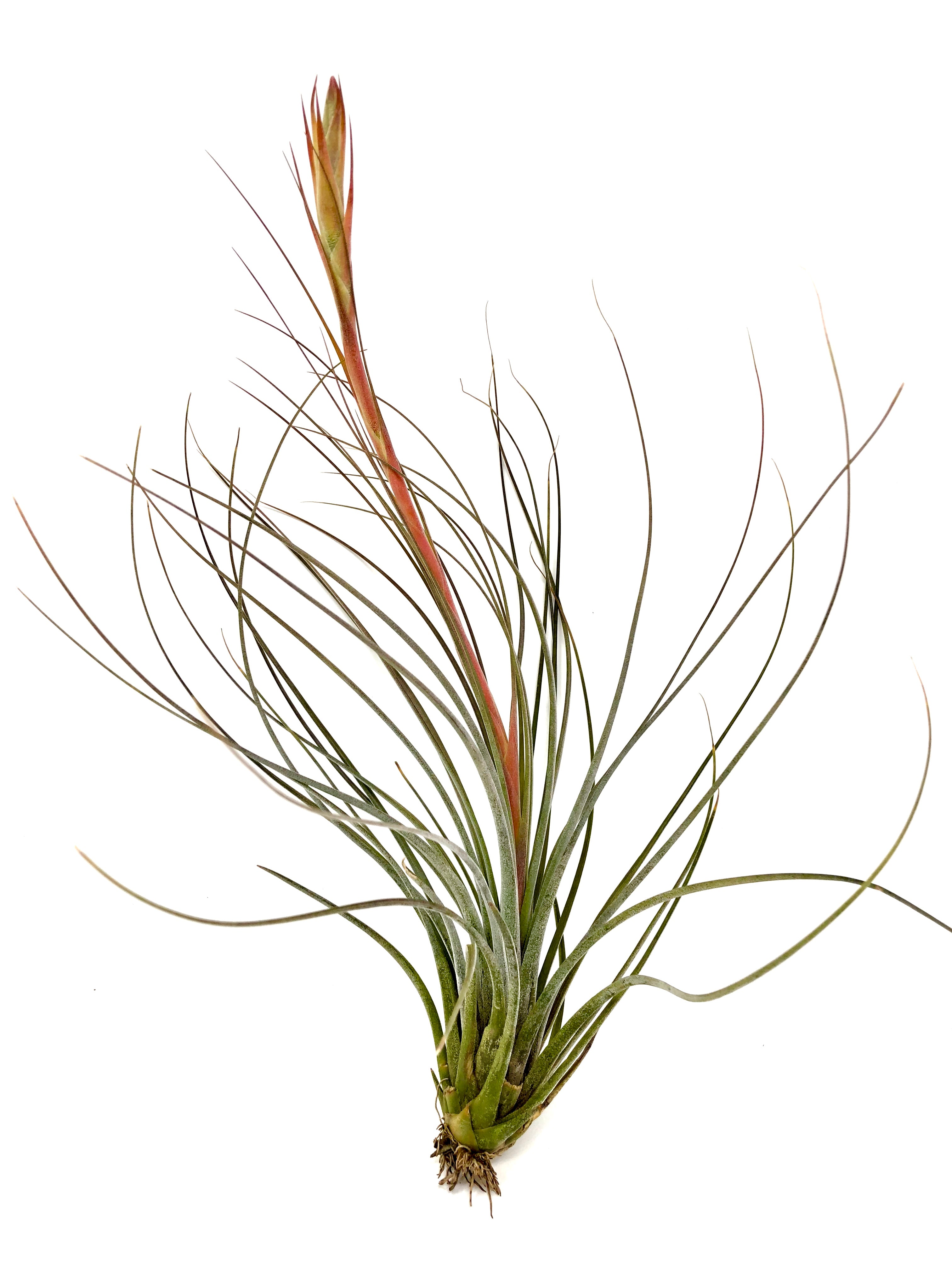 Tillandsia Juncea Air Plant Tall Wispy Vase Houseplant