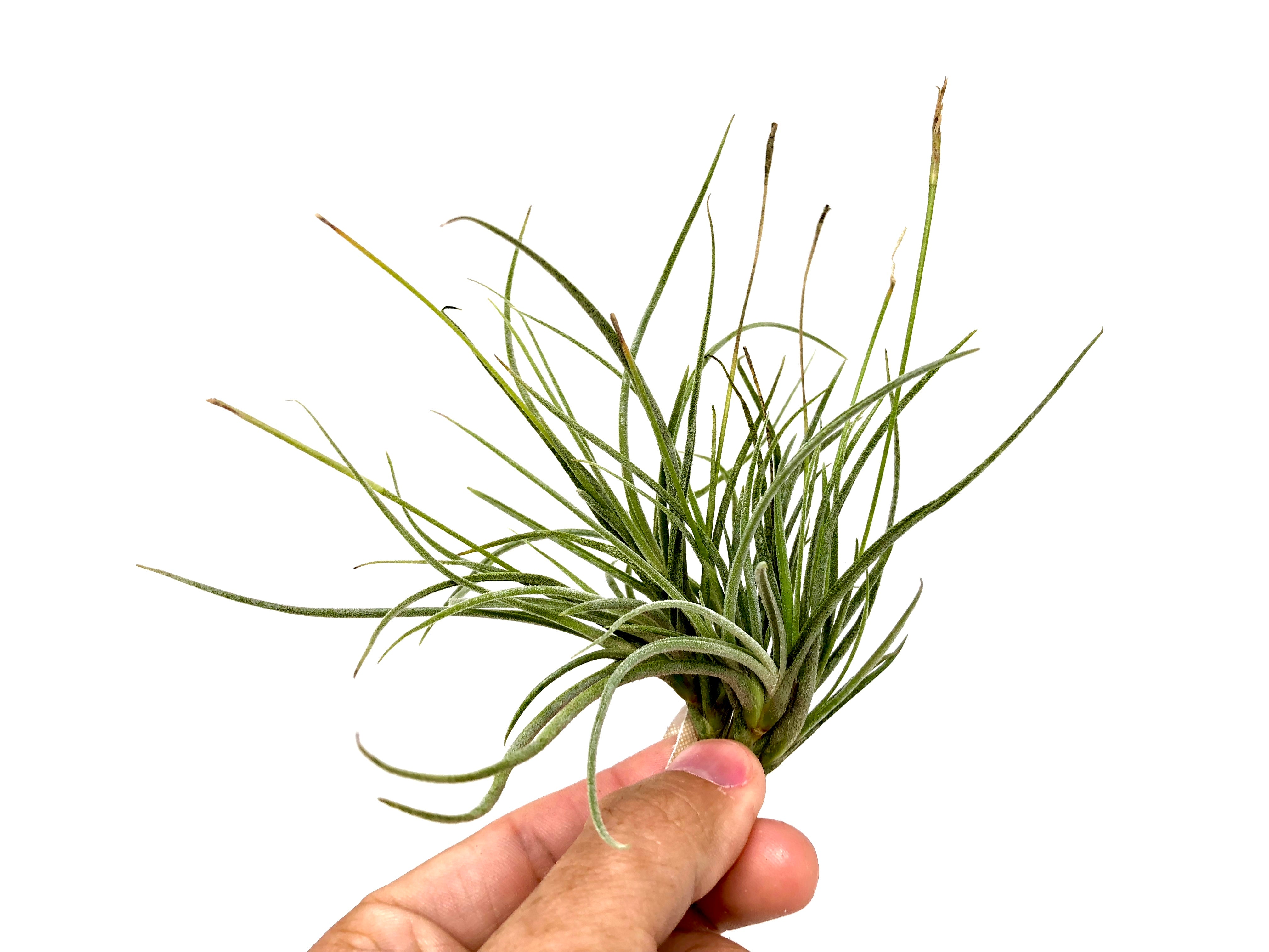 Recurvata Clump - Air Plant Hub 