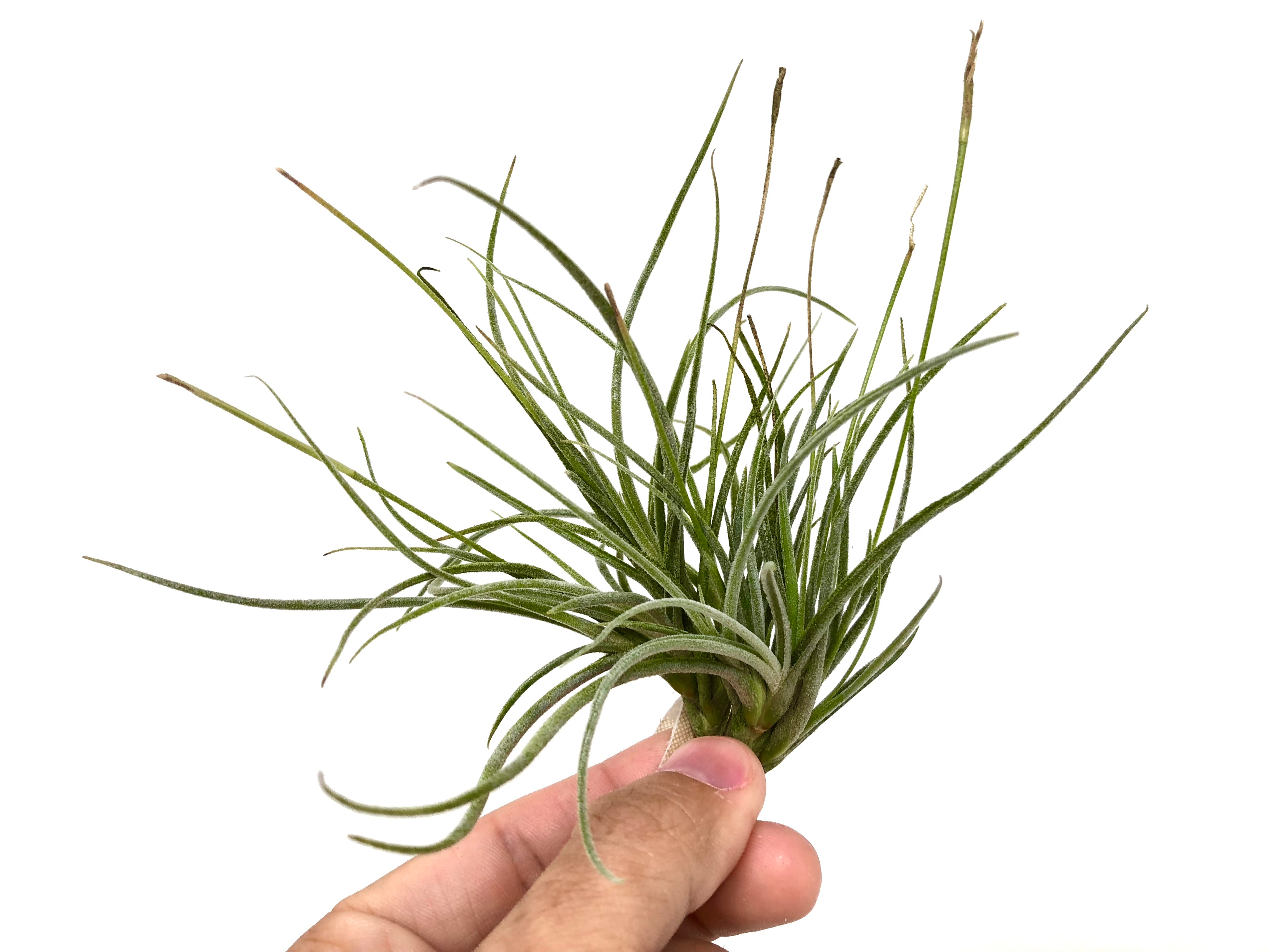 Recurvata Clump - Air Plant Hub 