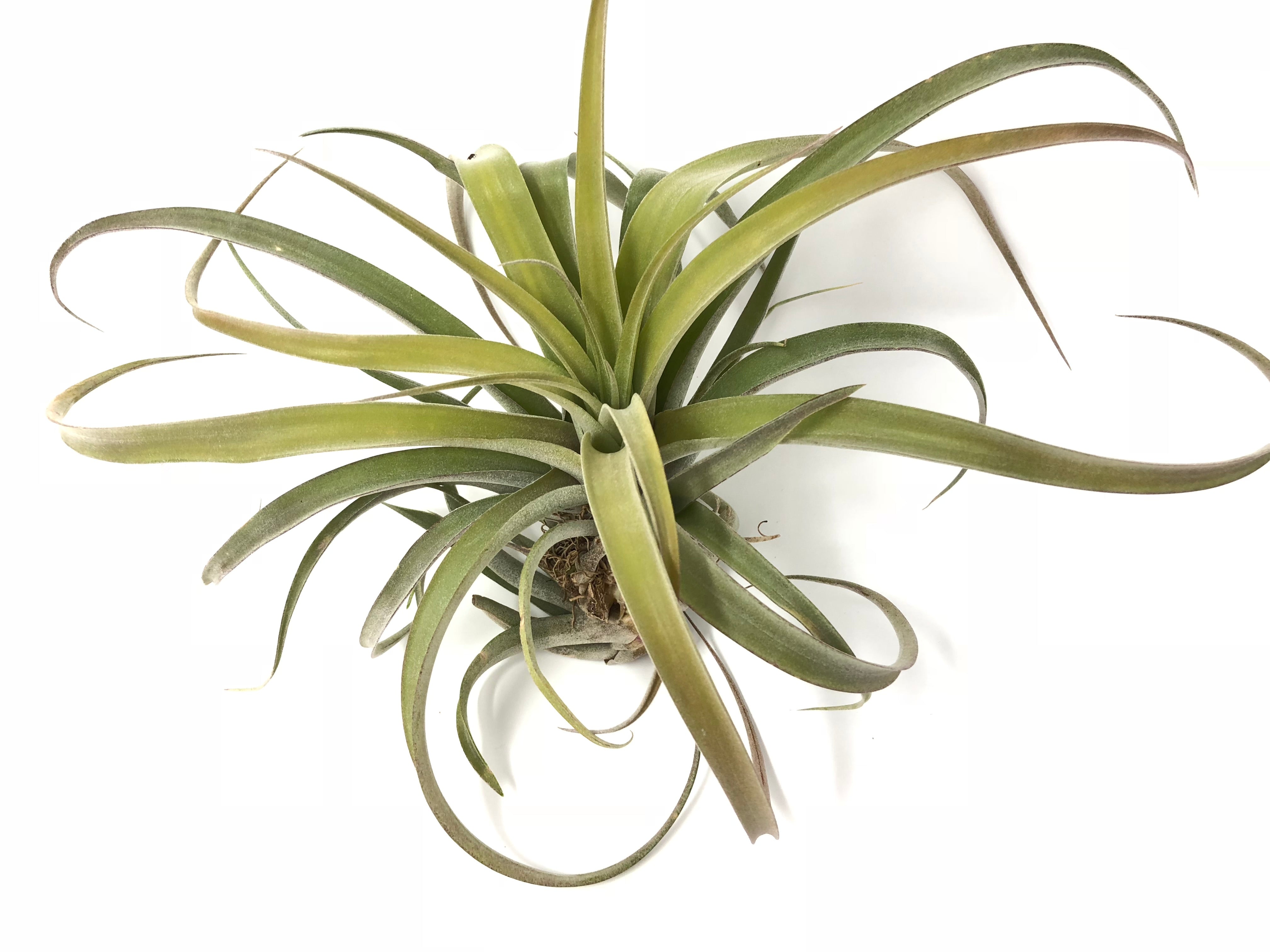 X Betty Air Plant Tillandsia wedding decor bouquet design houseplant boho 