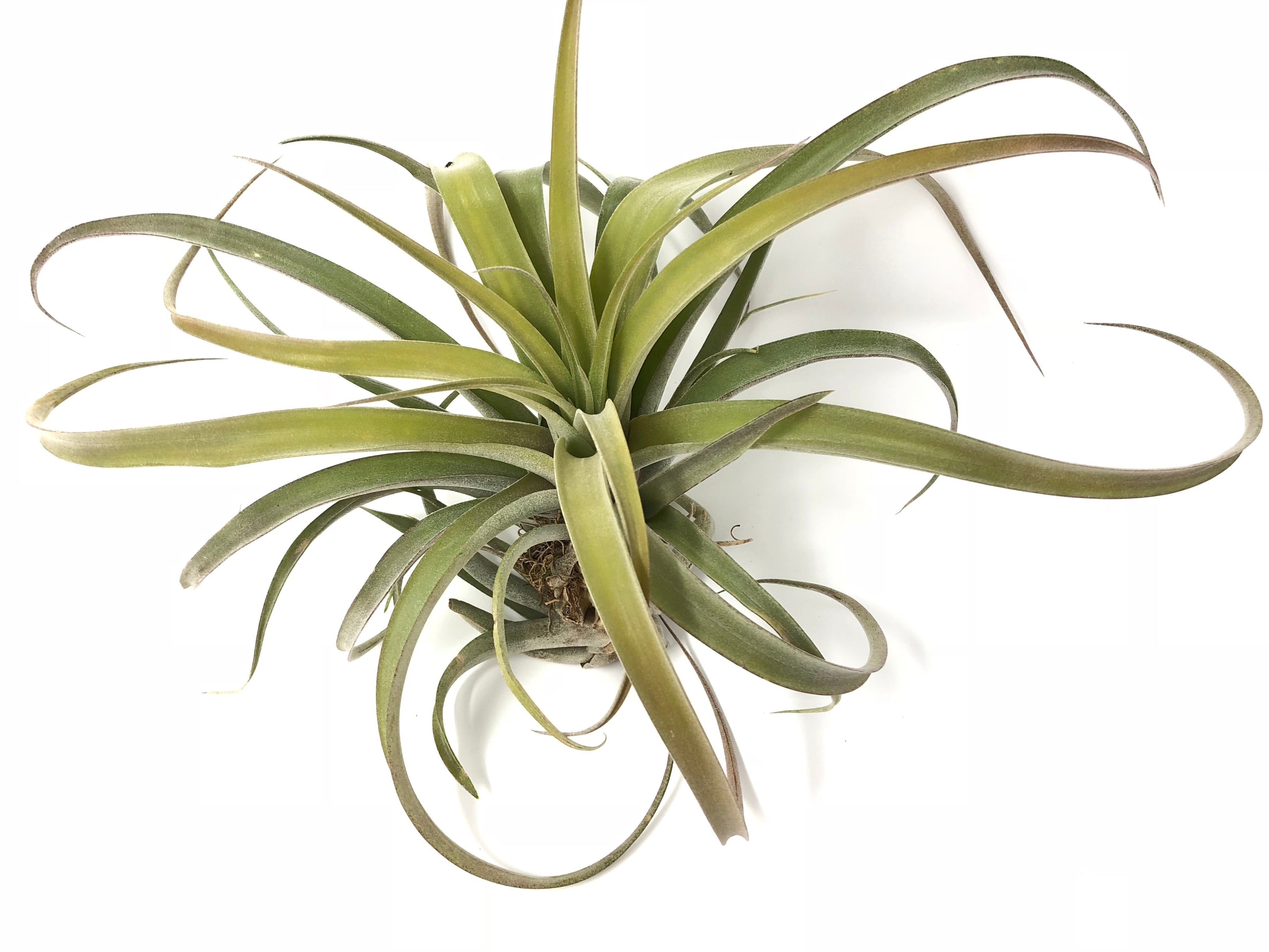 X Betty Air Plant Tillandsia wedding decor bouquet design houseplant boho 