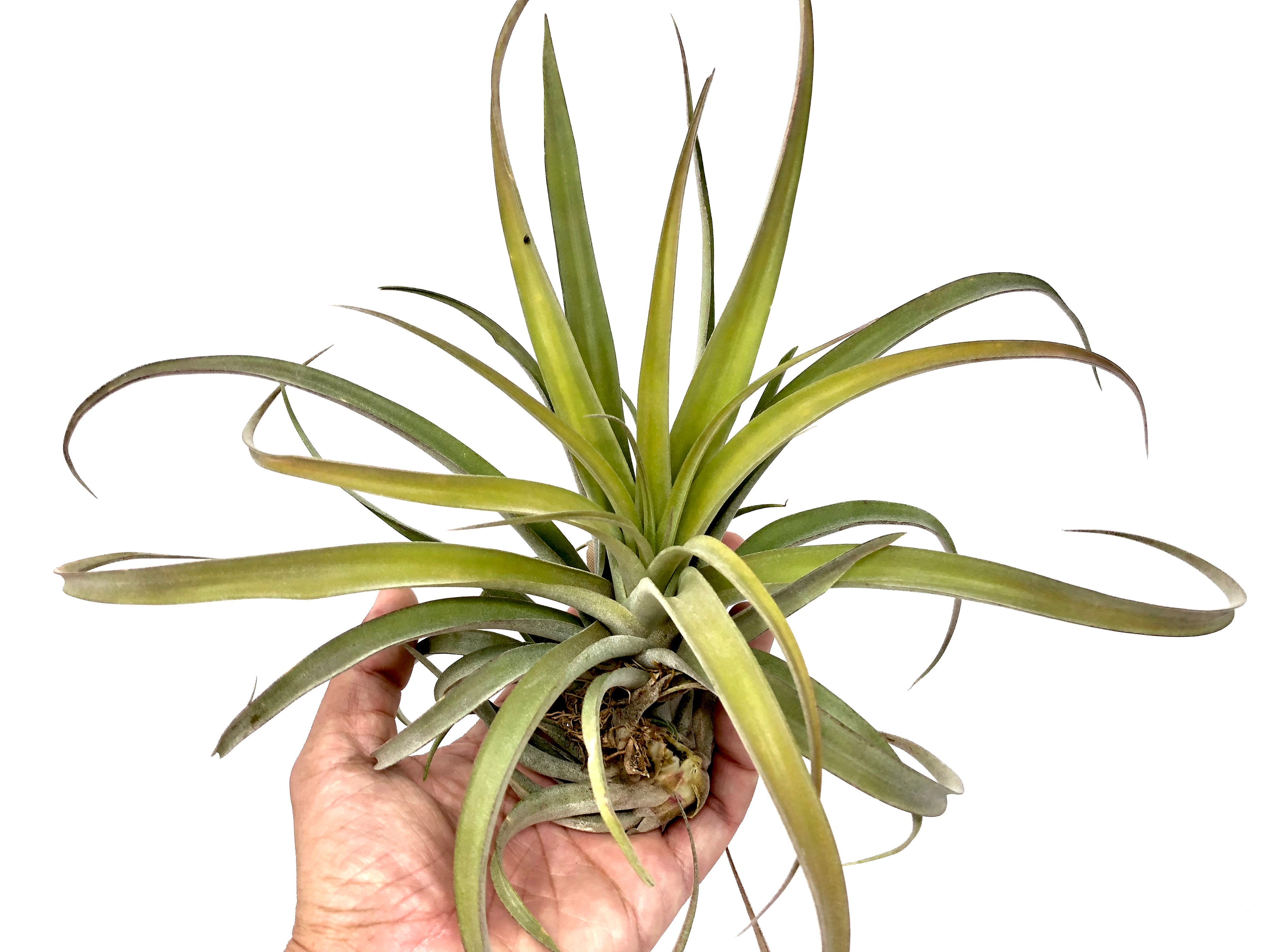 X Betty Air Plant Tillandsia wedding decor bouquet design houseplant boho 