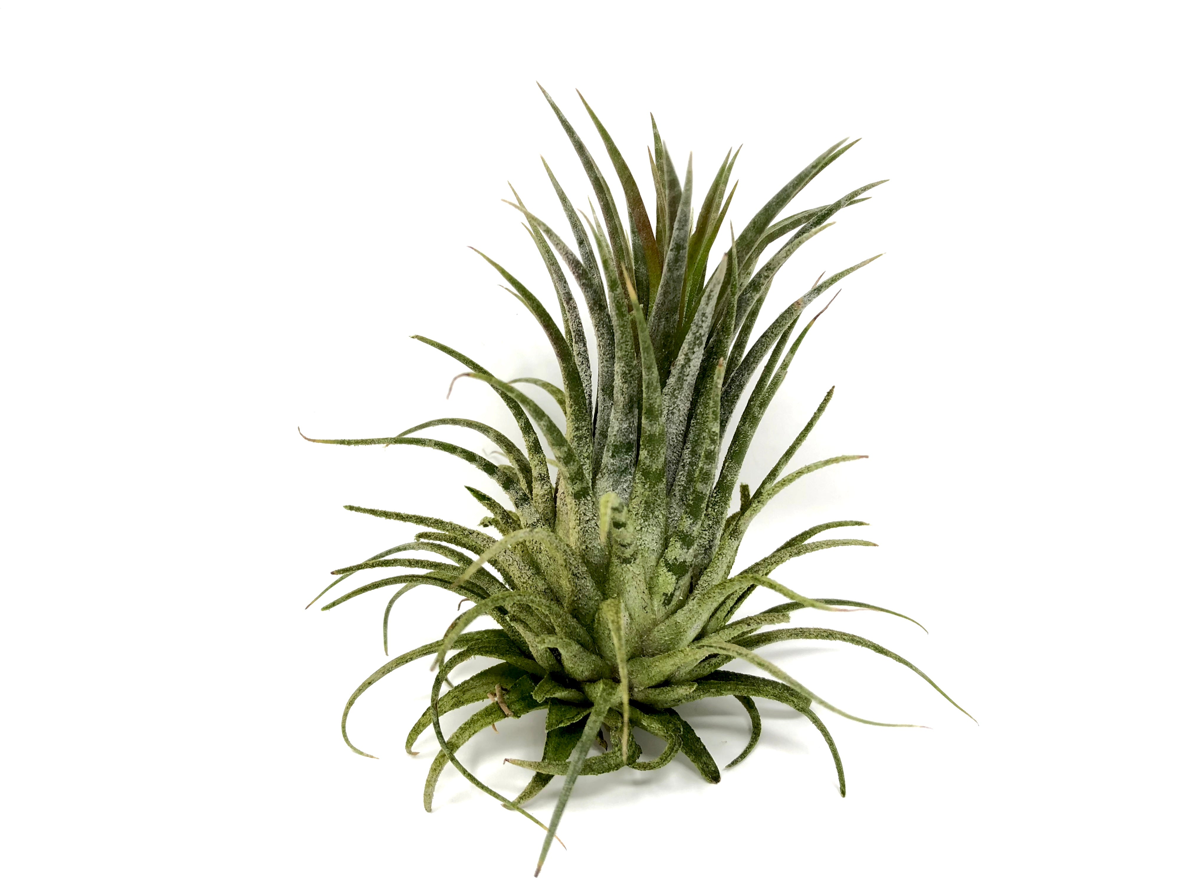 Tillandsia Ionantha Zebrina Rare Banded Air Plant For Sale