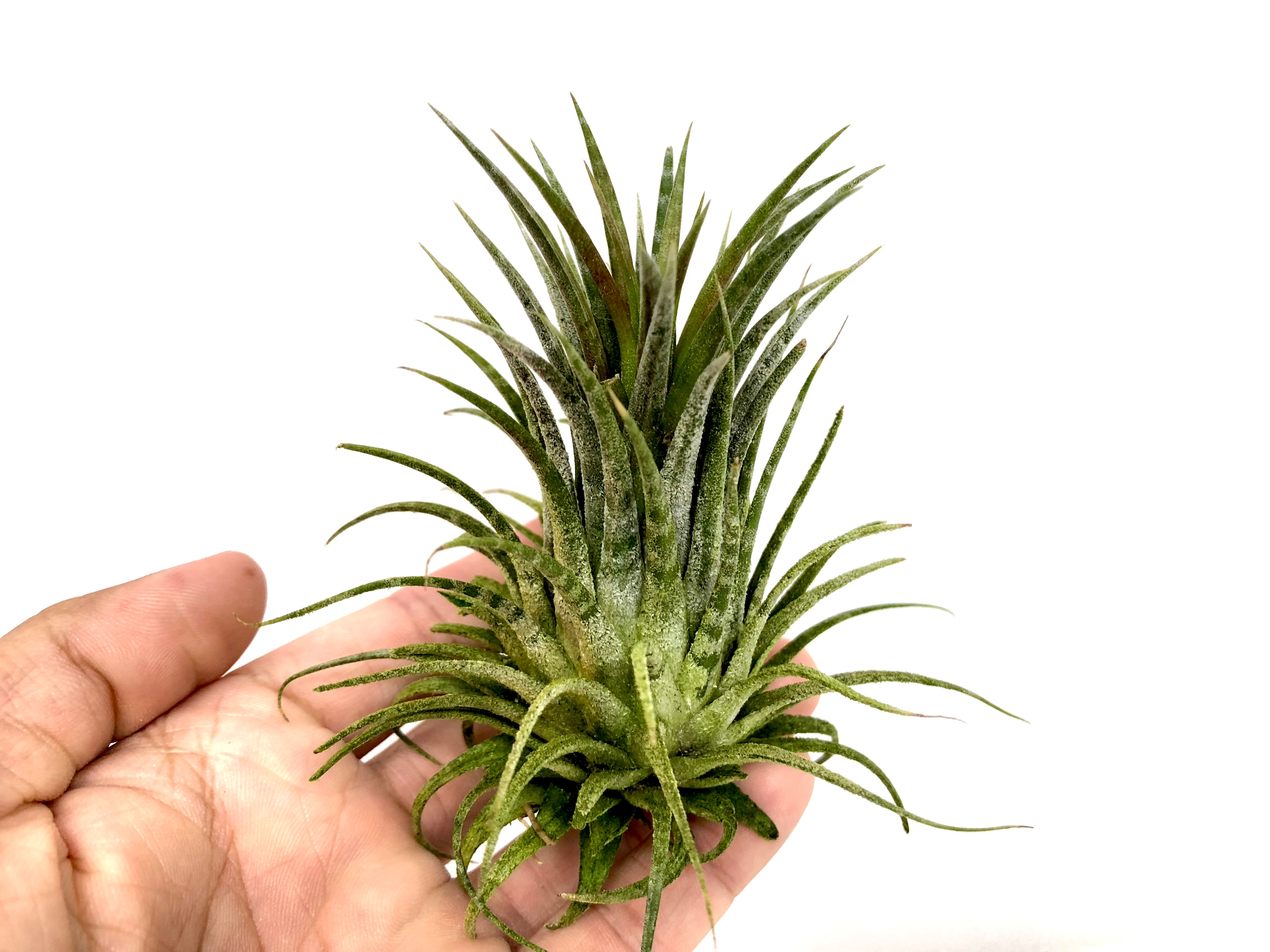 Tillandsia Ionantha Zebrina Rare Banded Air Plant For Sale