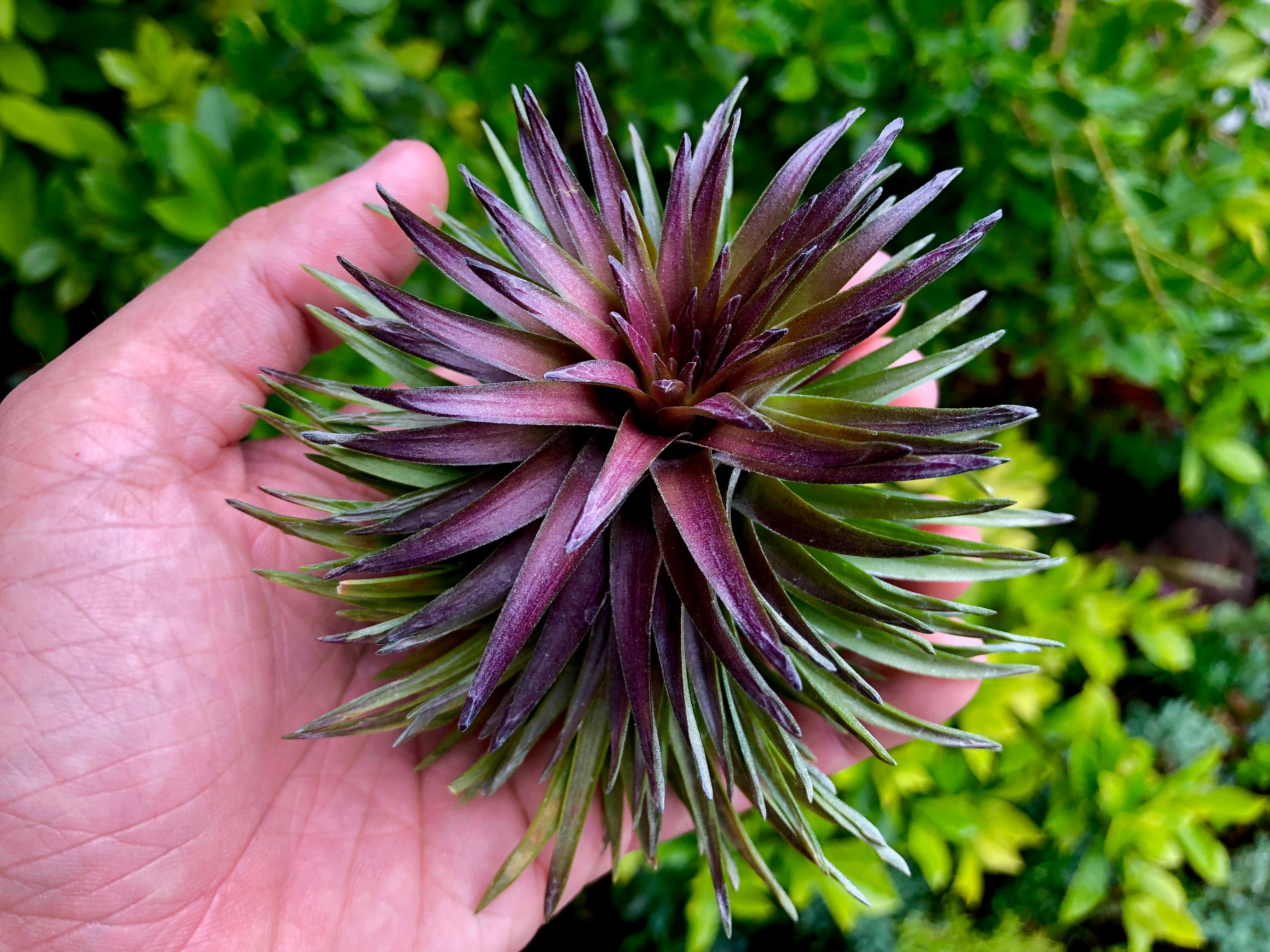 air plant growing purple flower Tenuifolia Purple Fan (Stacked Form) Medium