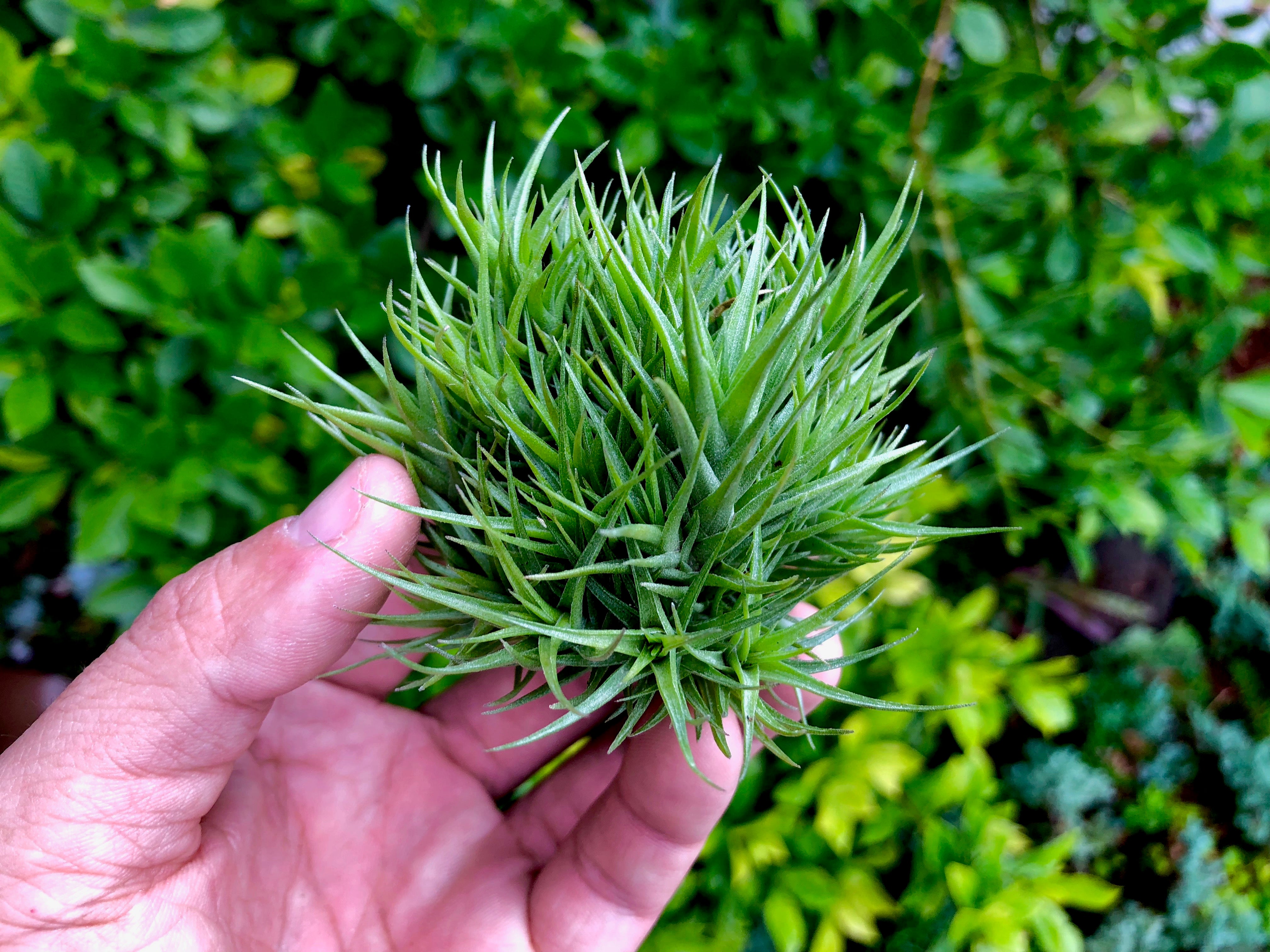 Aeranthos Bronze Clump - Air Plant Hub 