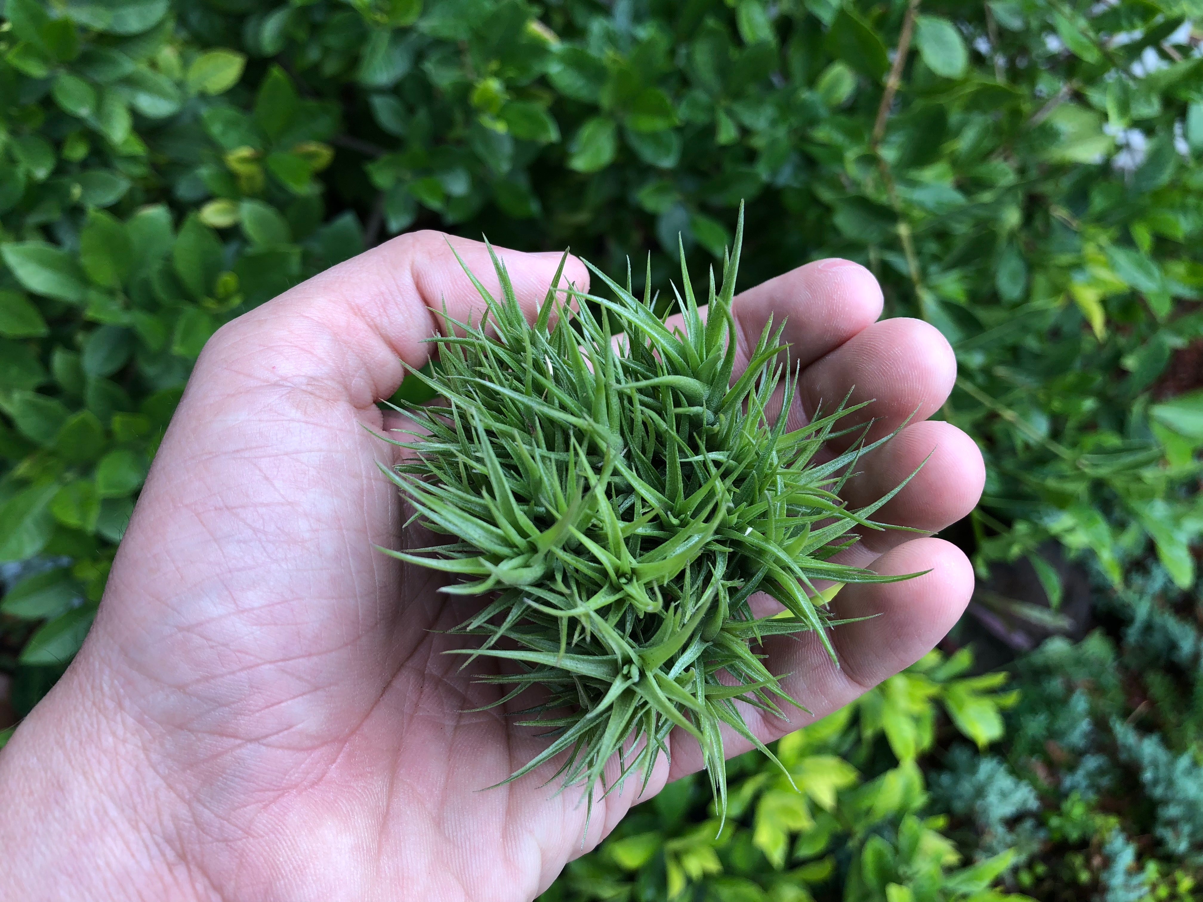 Aeranthos Bronze Clump - Air Plant Hub 