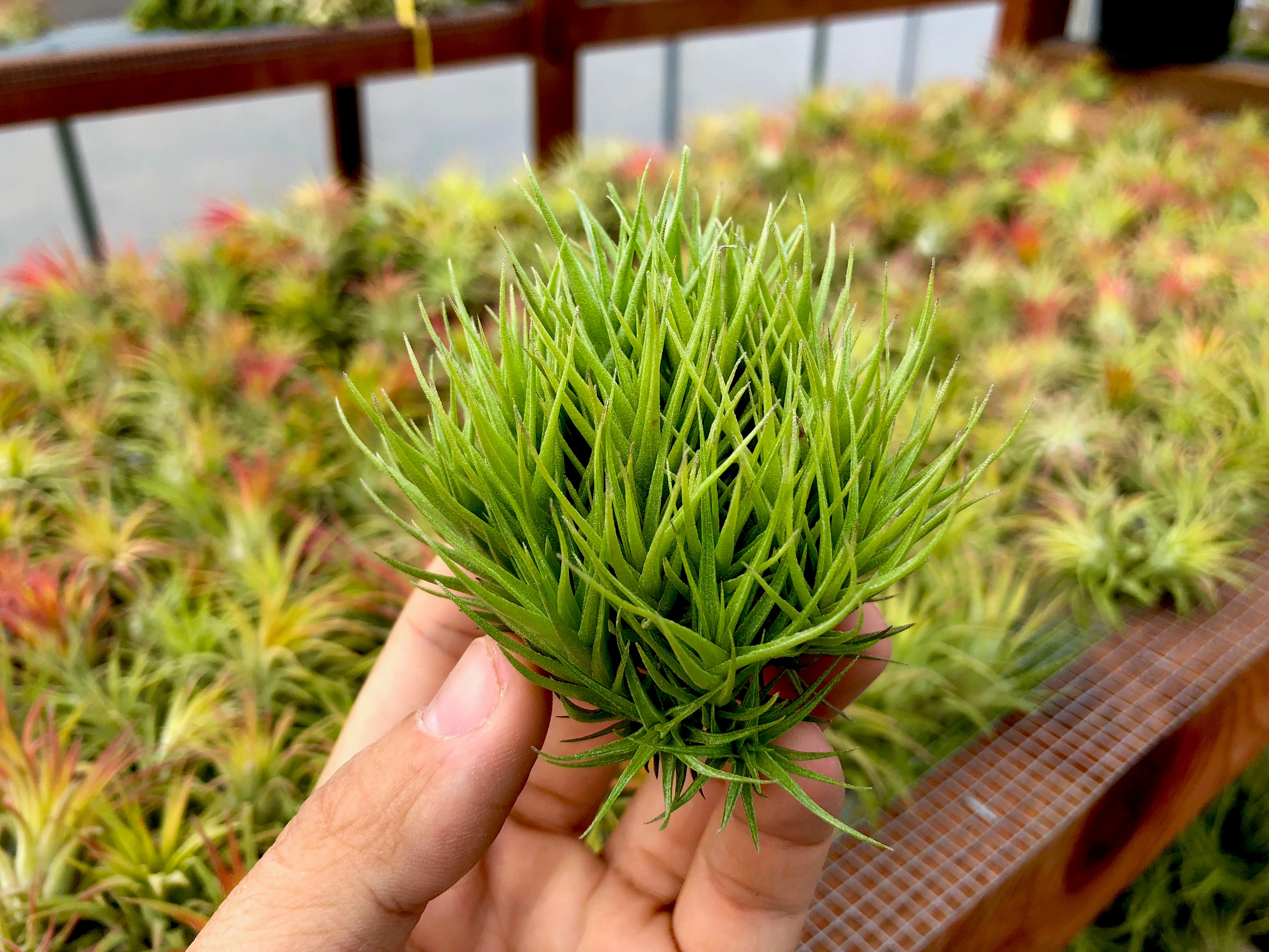 Aeranthos Bronze Clump - Air Plant Hub 