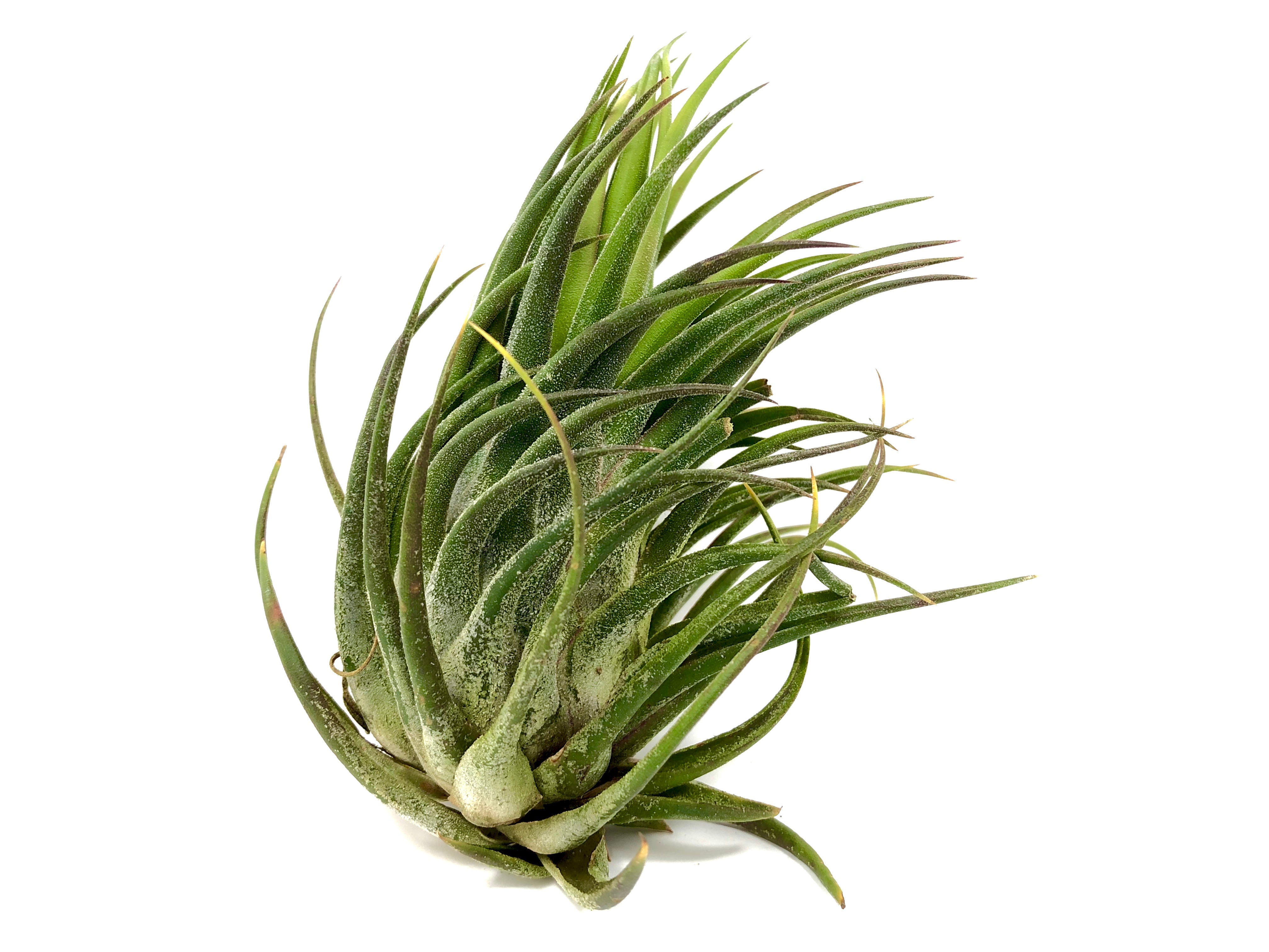 Seleriana x Pruinosa Air Plant Tillandsia Hybrid Rare