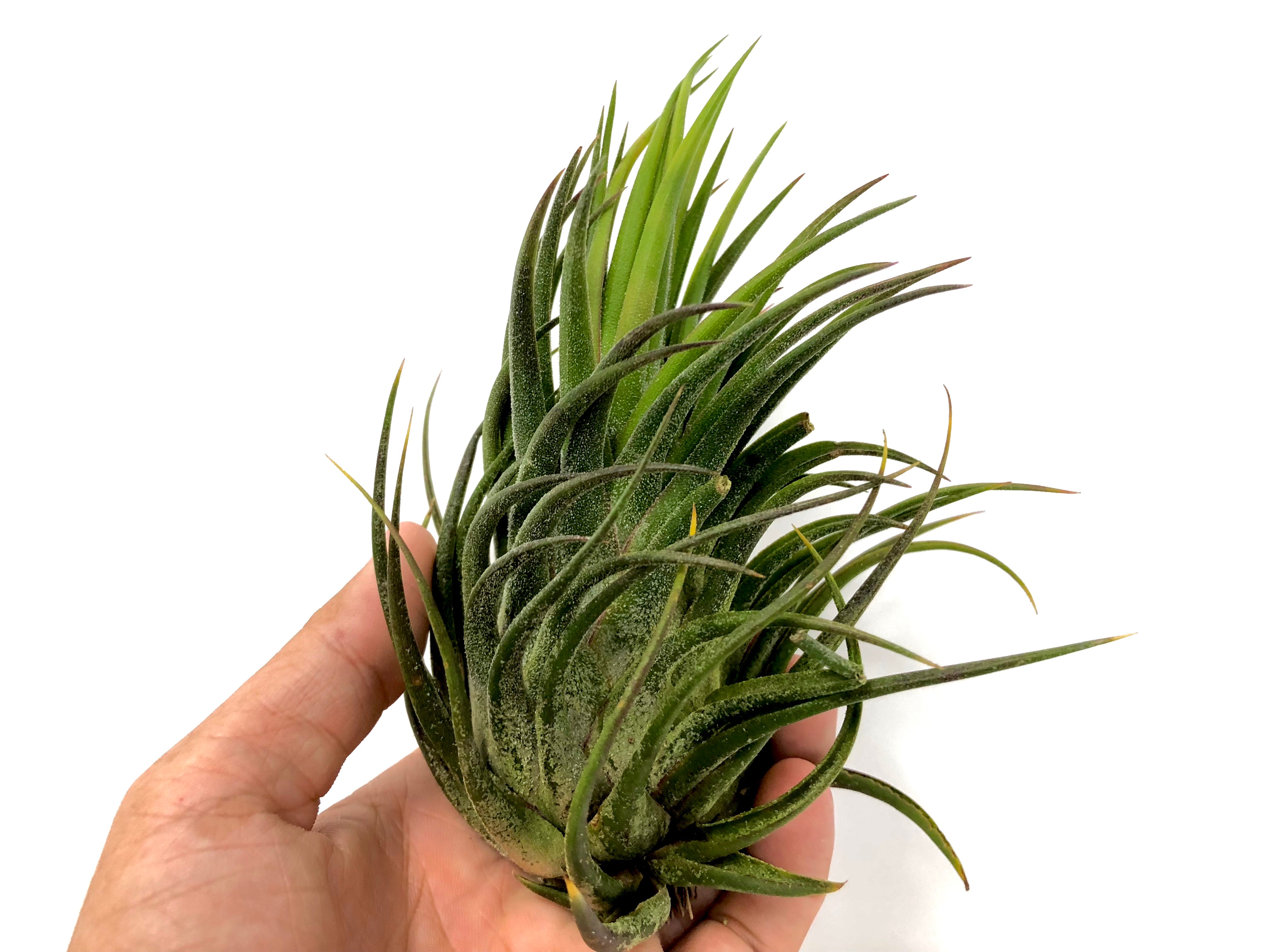 Seleriana x Pruinosa Air Plant Tillandsia Hybrid Rare