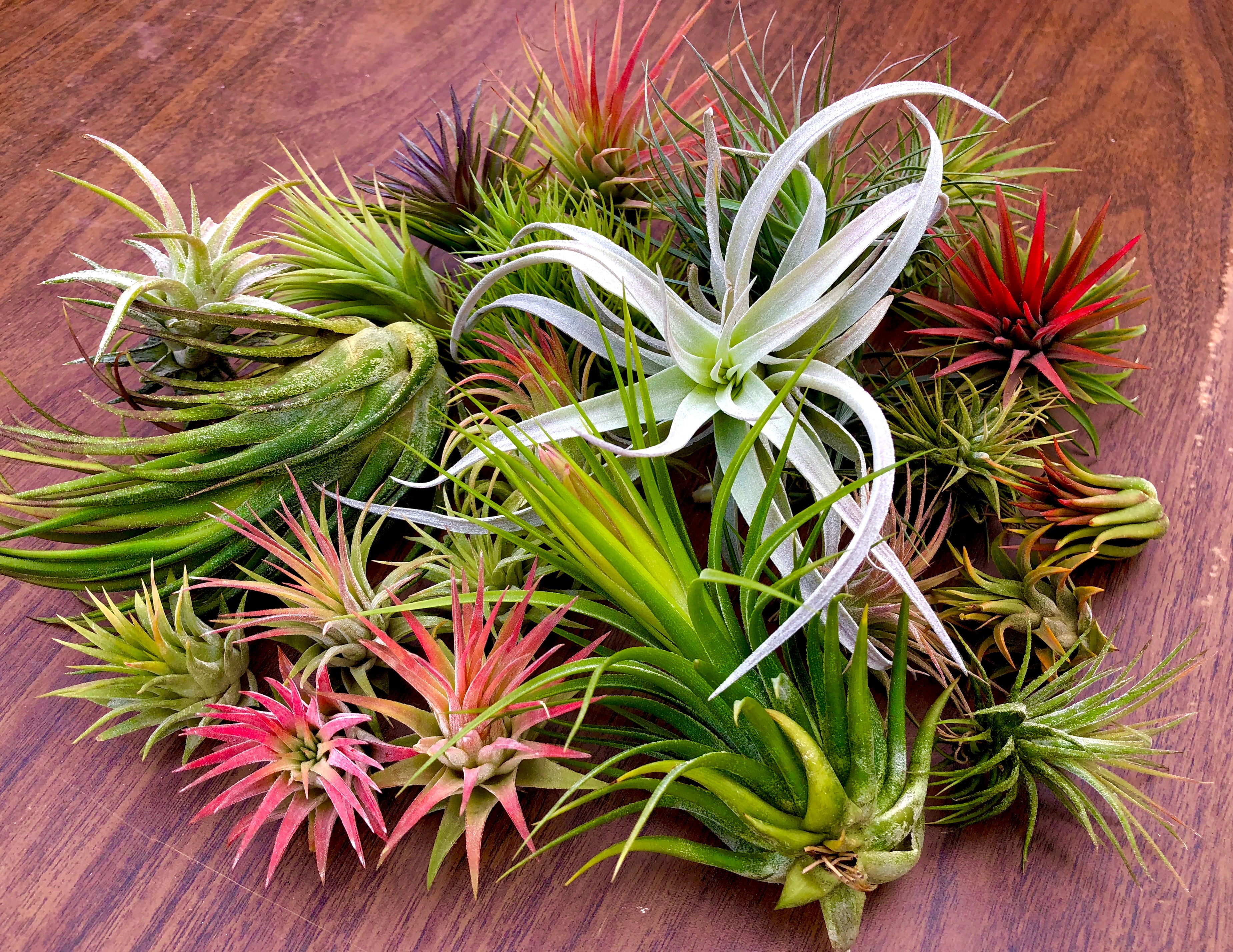 Beautiful colorful air plant tillandsia mix for sale displayed in a box