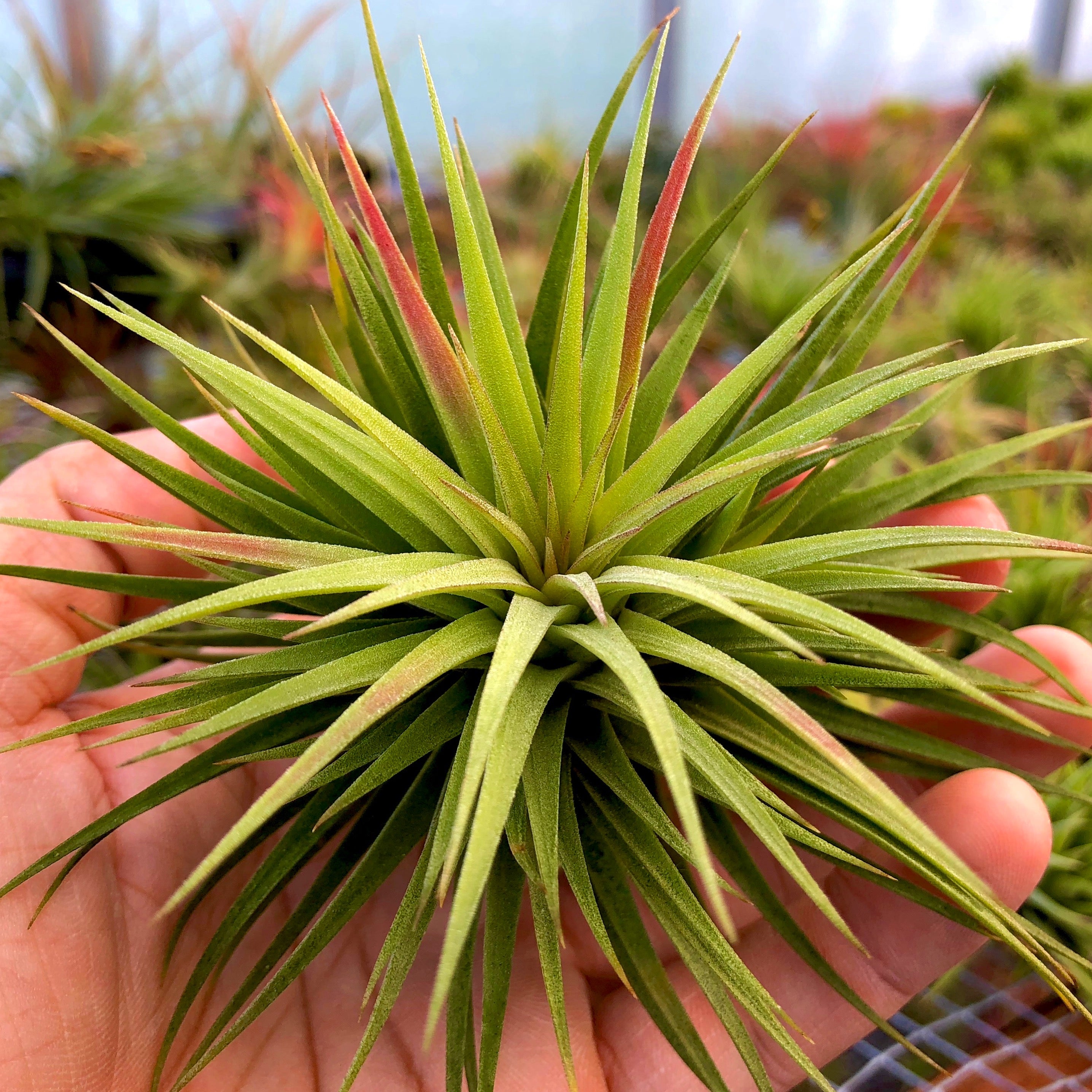 Ionantha 'Fat Boy' - Air Plant Hub 