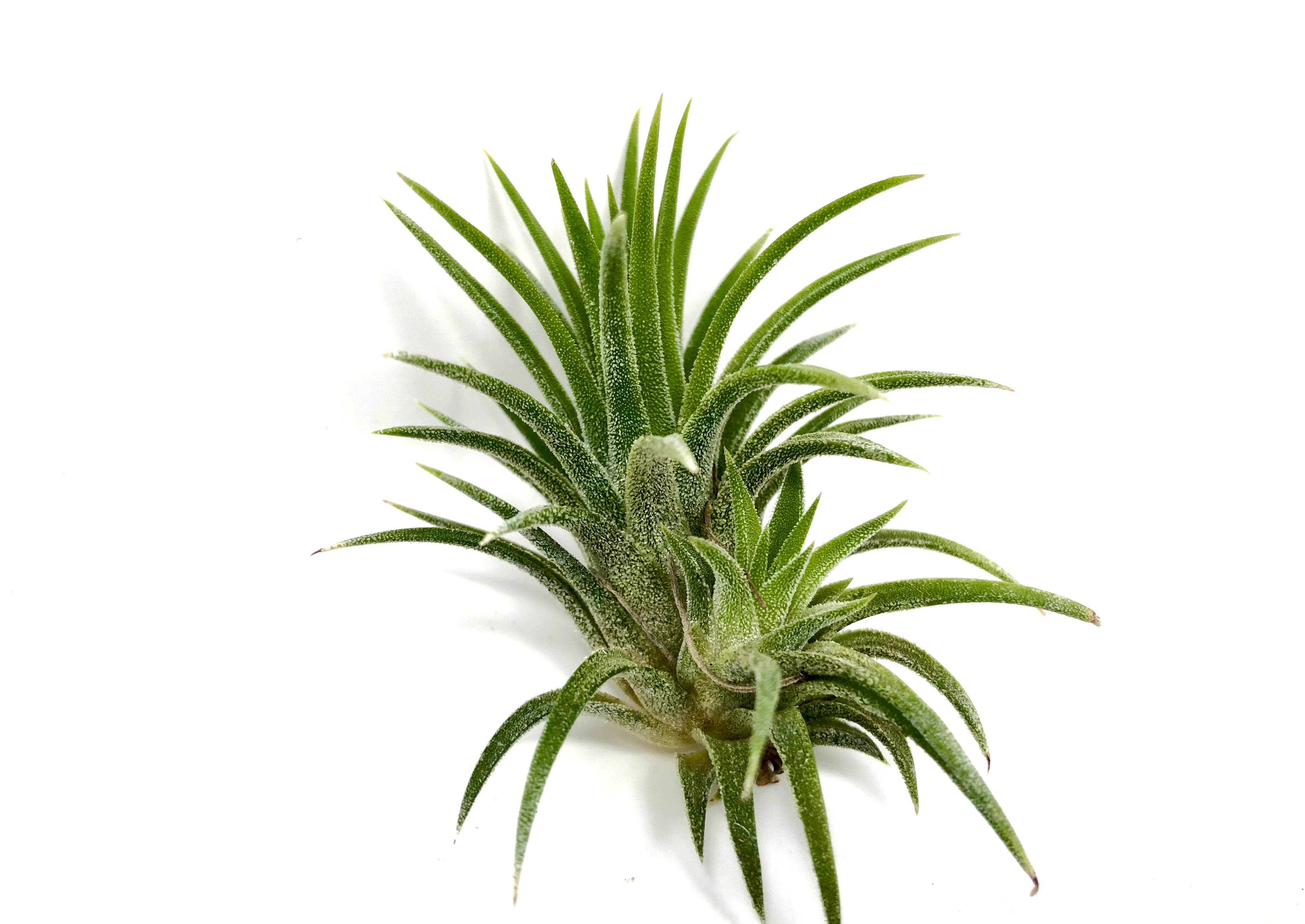 Tillandsia Ionantha Druid Yellow Air Plant With White Albino Flower