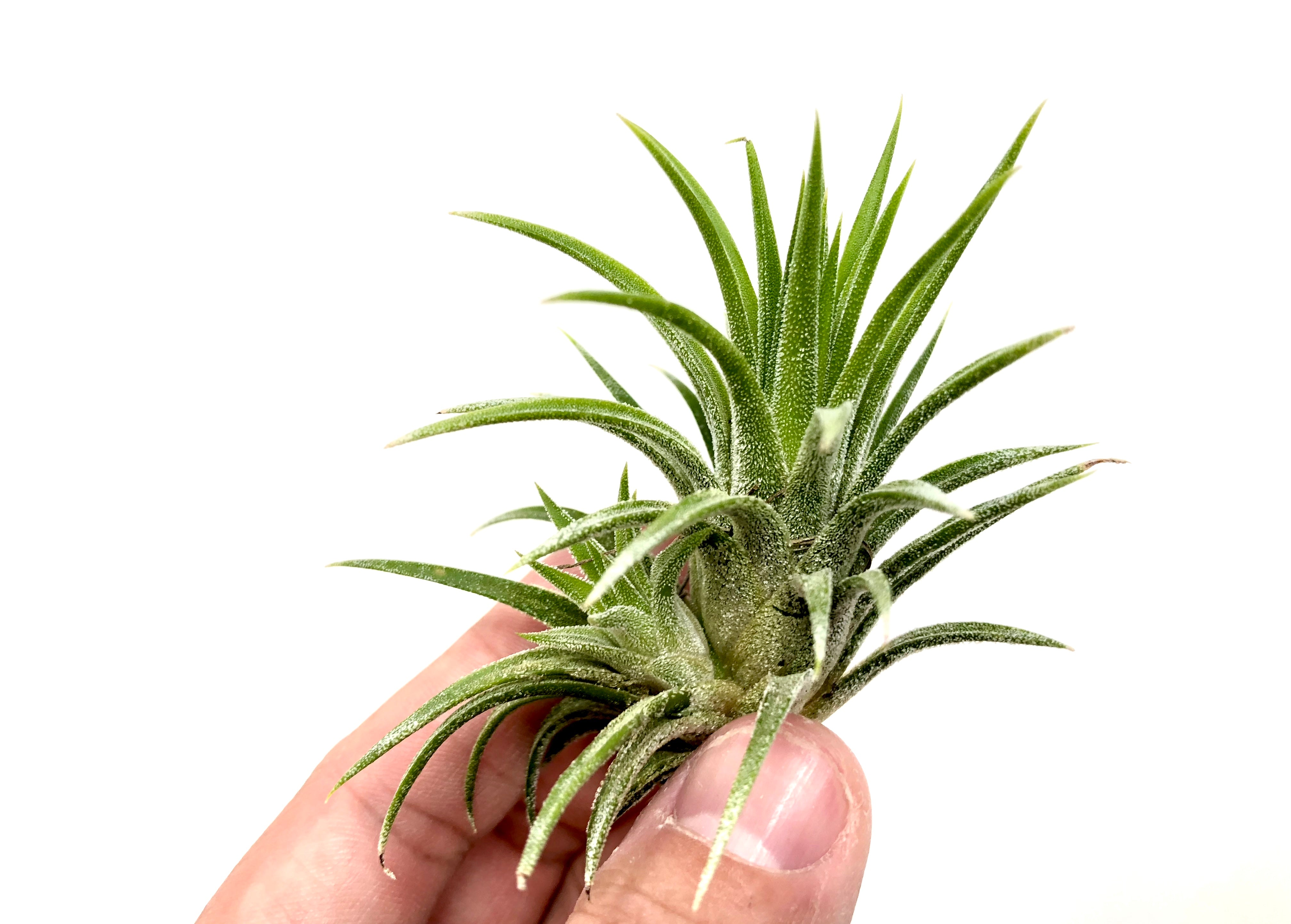 Tillandsia Ionantha Druid Yellow Air Plant With White Albino Flower