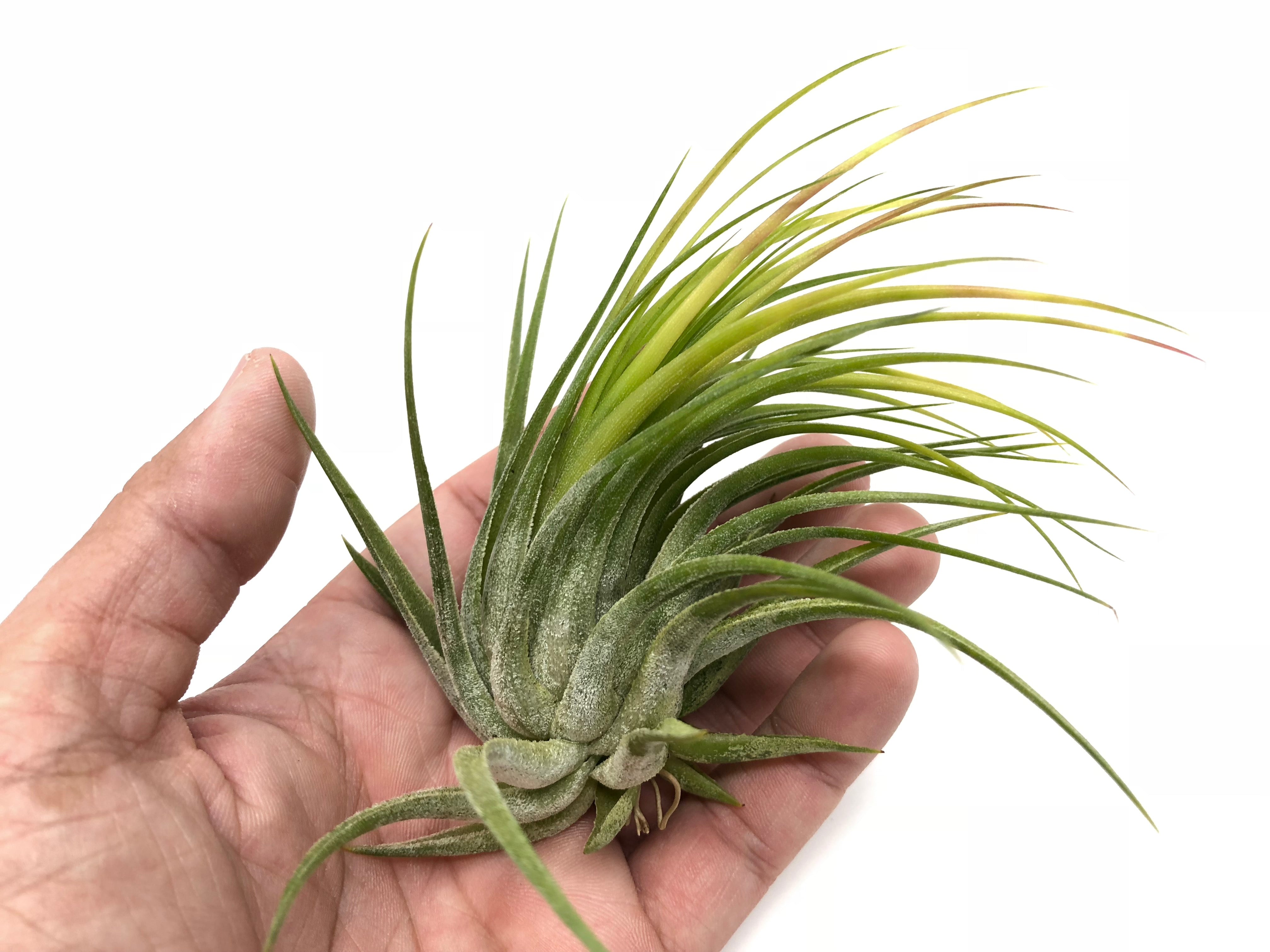 Tillandsia Kolbii Small Air Plant Cute Terrarium Plant Good For Glass Orb Displays