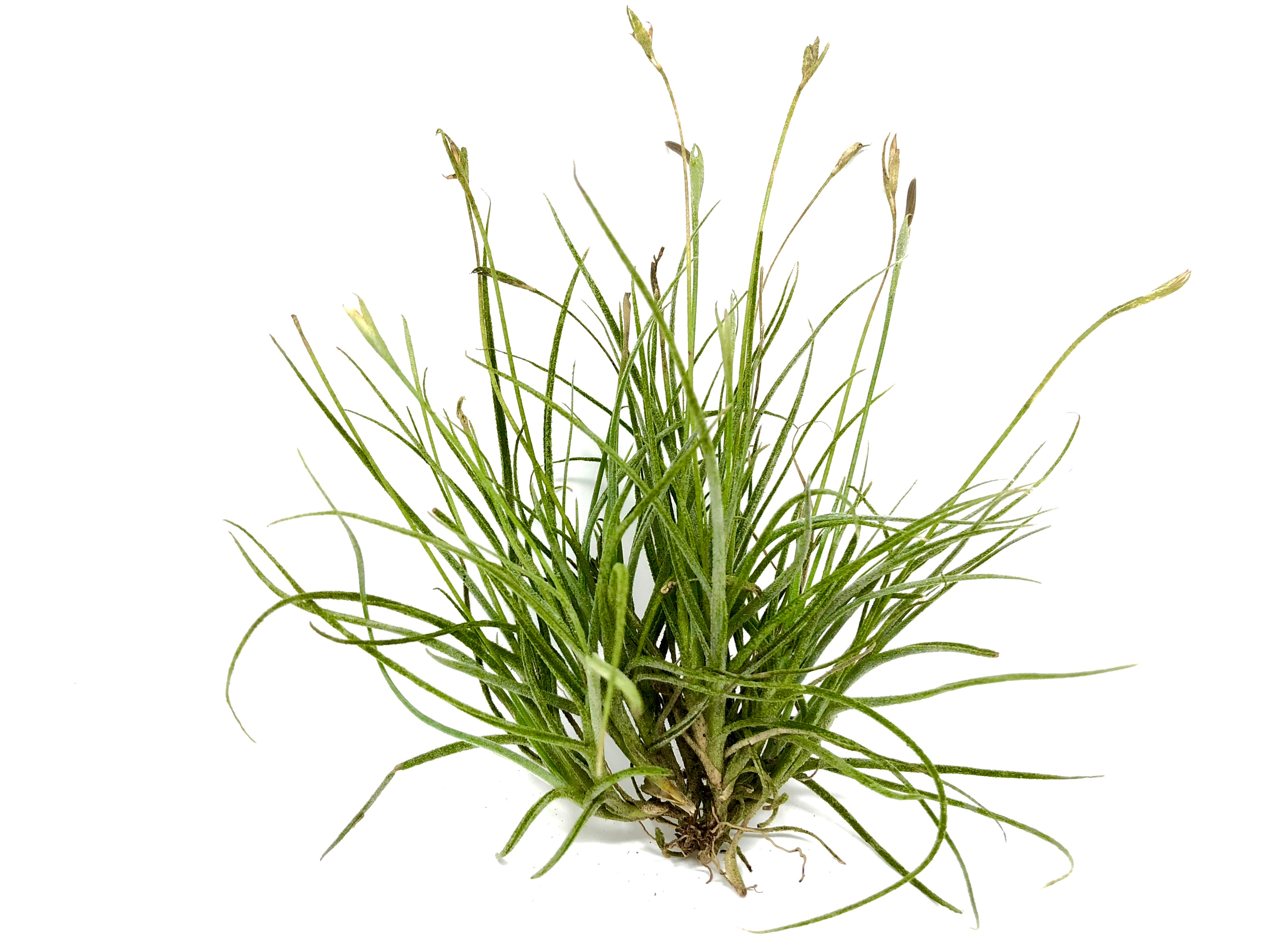 Recurvata Clump Air Plant Tillandsia Natural To USA 