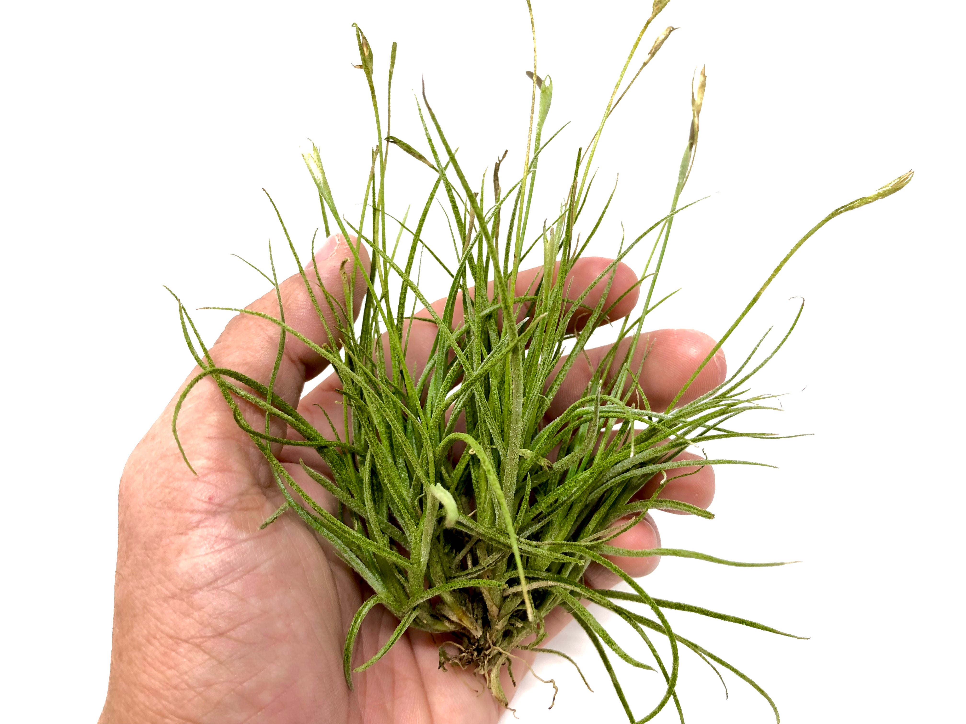 robertas air plants Recurvata – Air Plant Hub