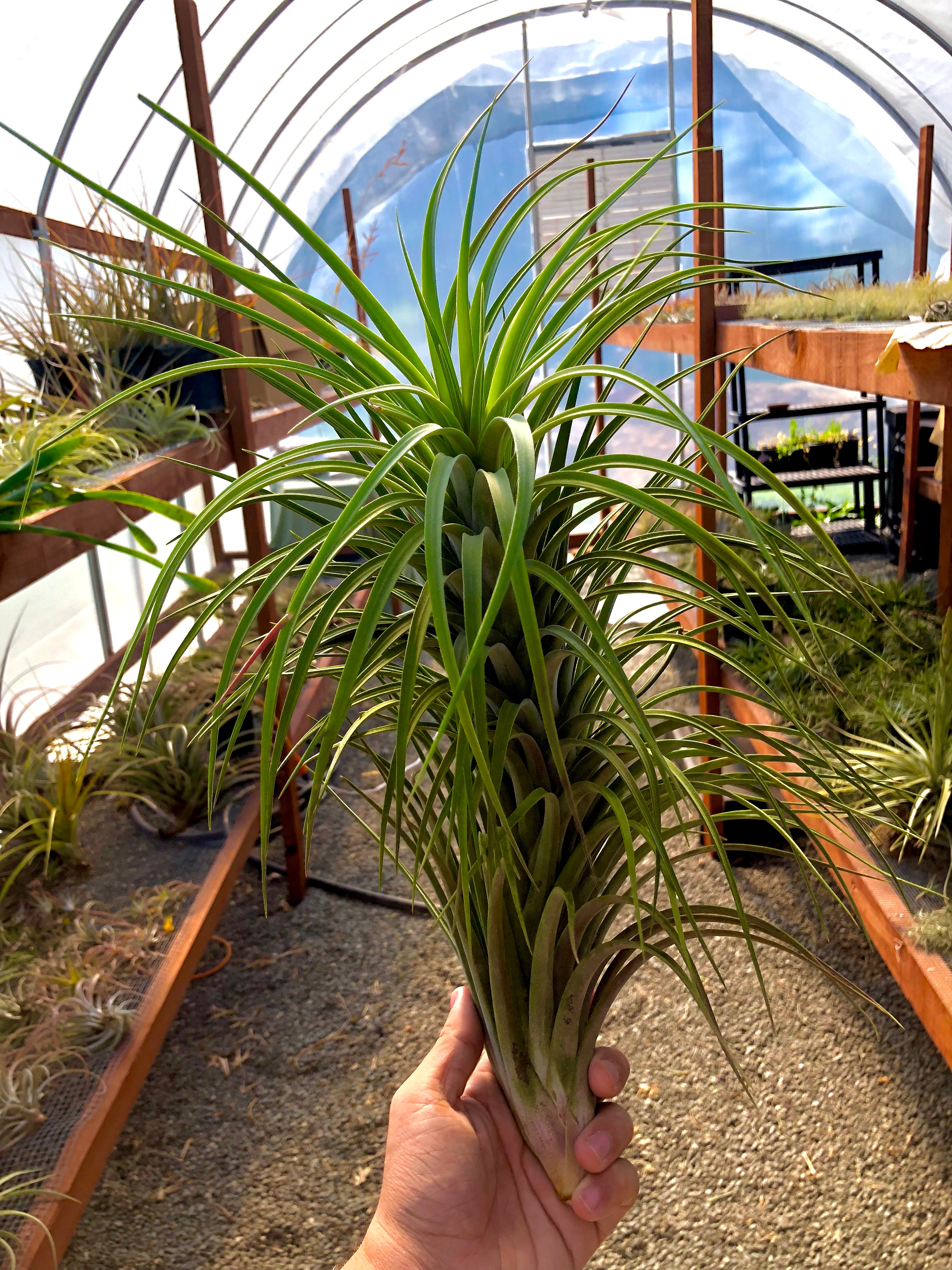 Exserta x Velutina <br> Can Grow Over 2ft! - Air Plant Hub 