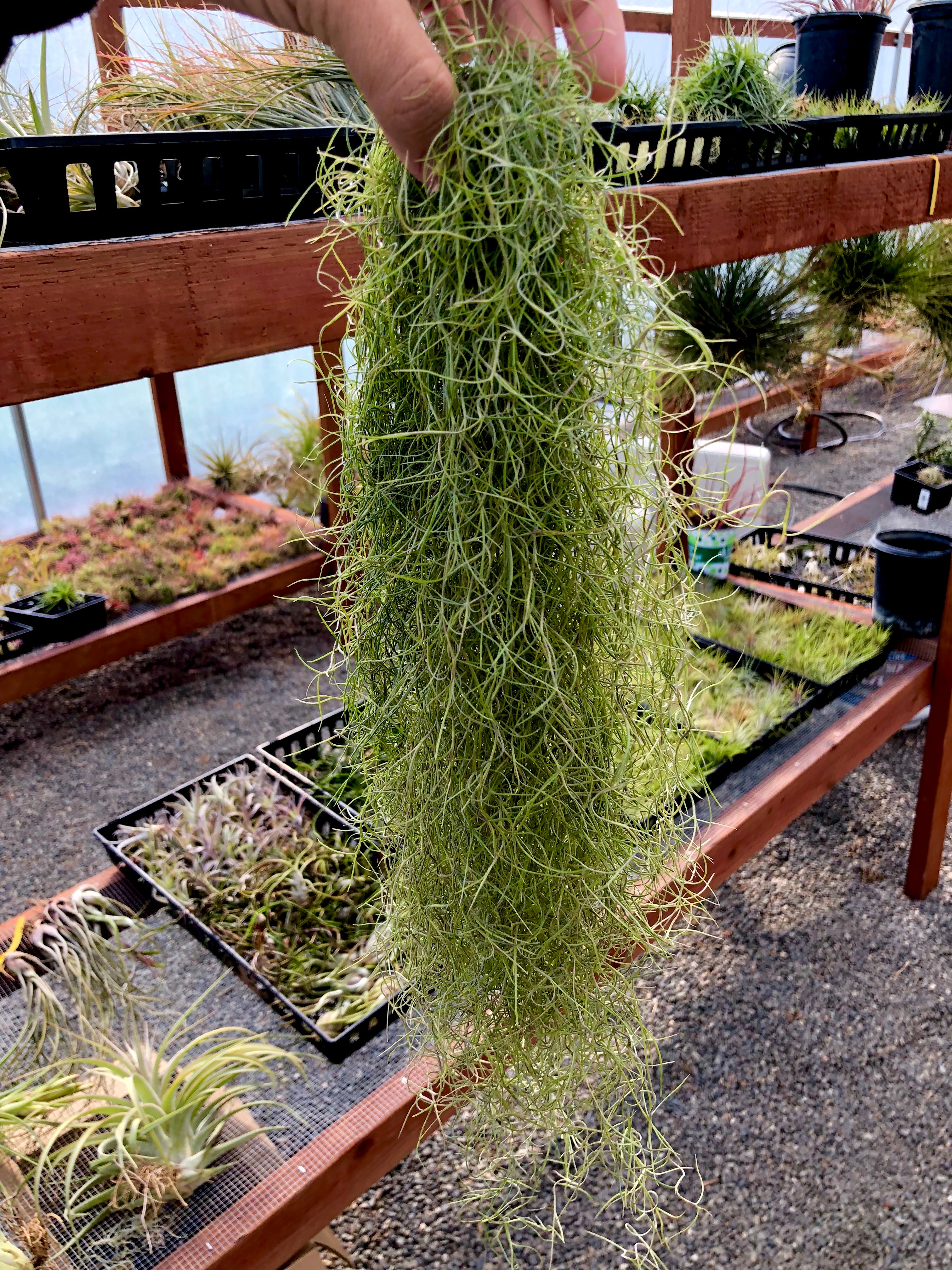 Tillandsia usneoides spanish moss clump hanging wedding plant green