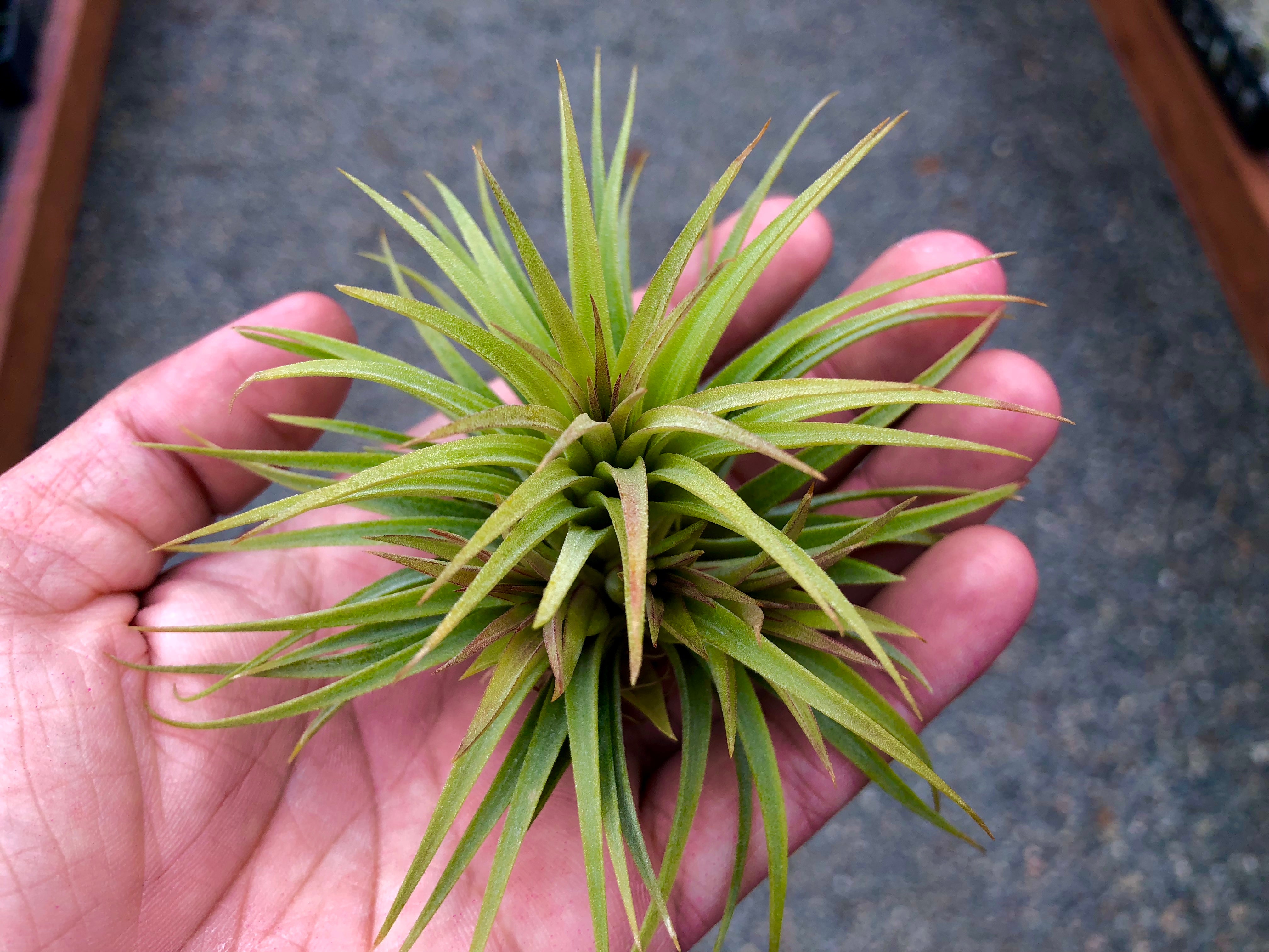 Ionantha 'Fat Boy' - Air Plant Hub 