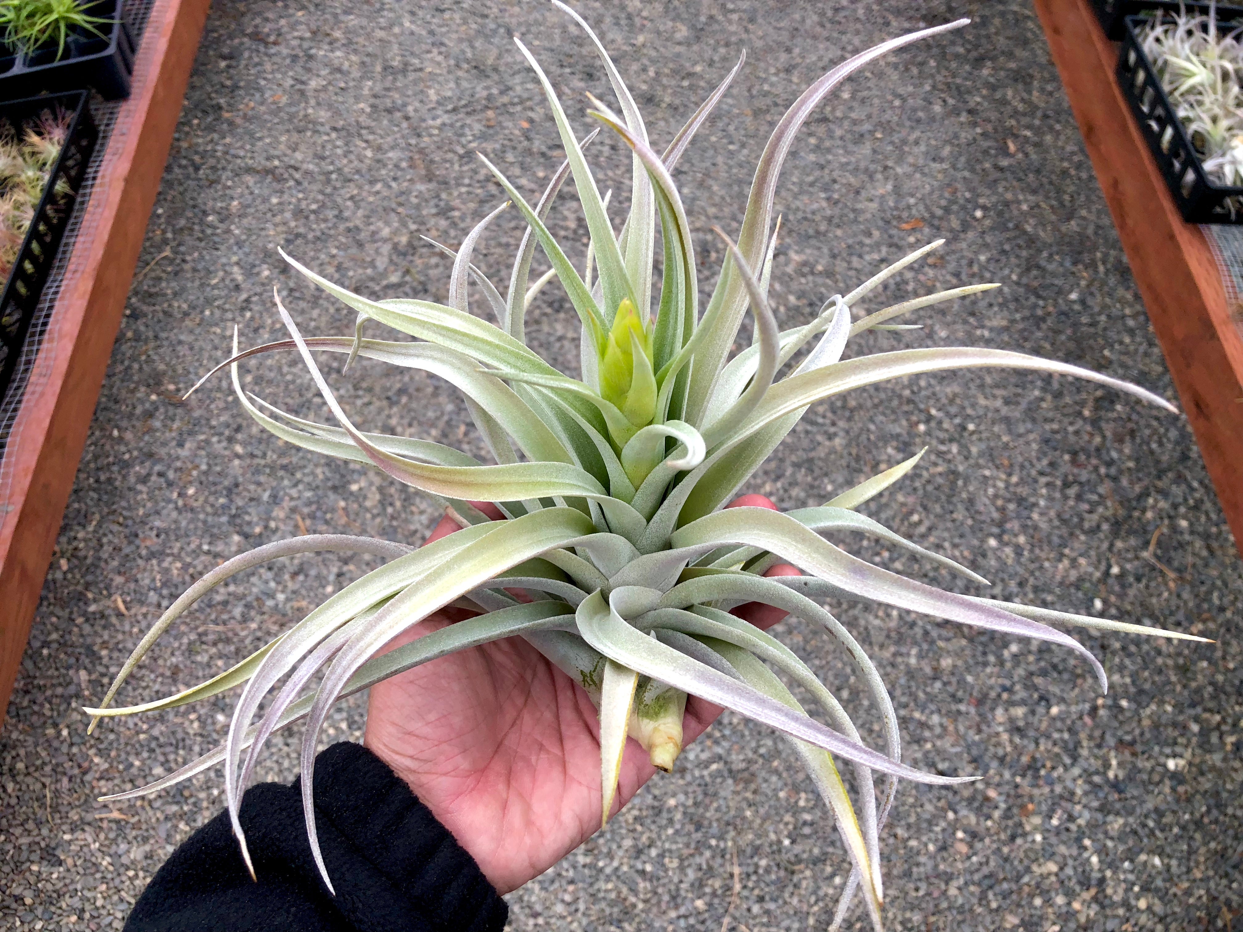 Harrisii Easy Care Air Plant Beginner Friendly Tillandsia Great For Weddings