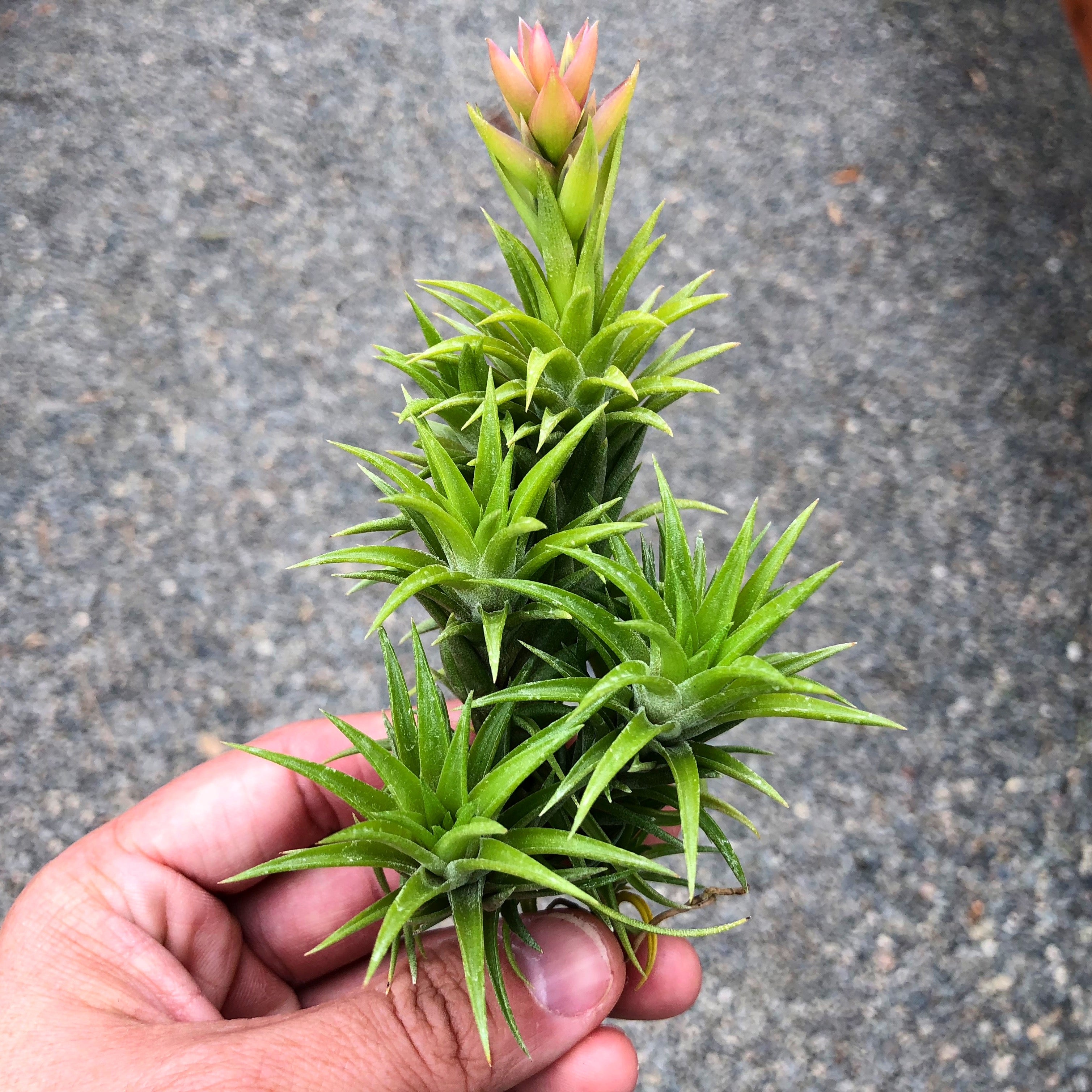 Tillandsia Neglecta Air Plant Small Cute Terrarium Plant