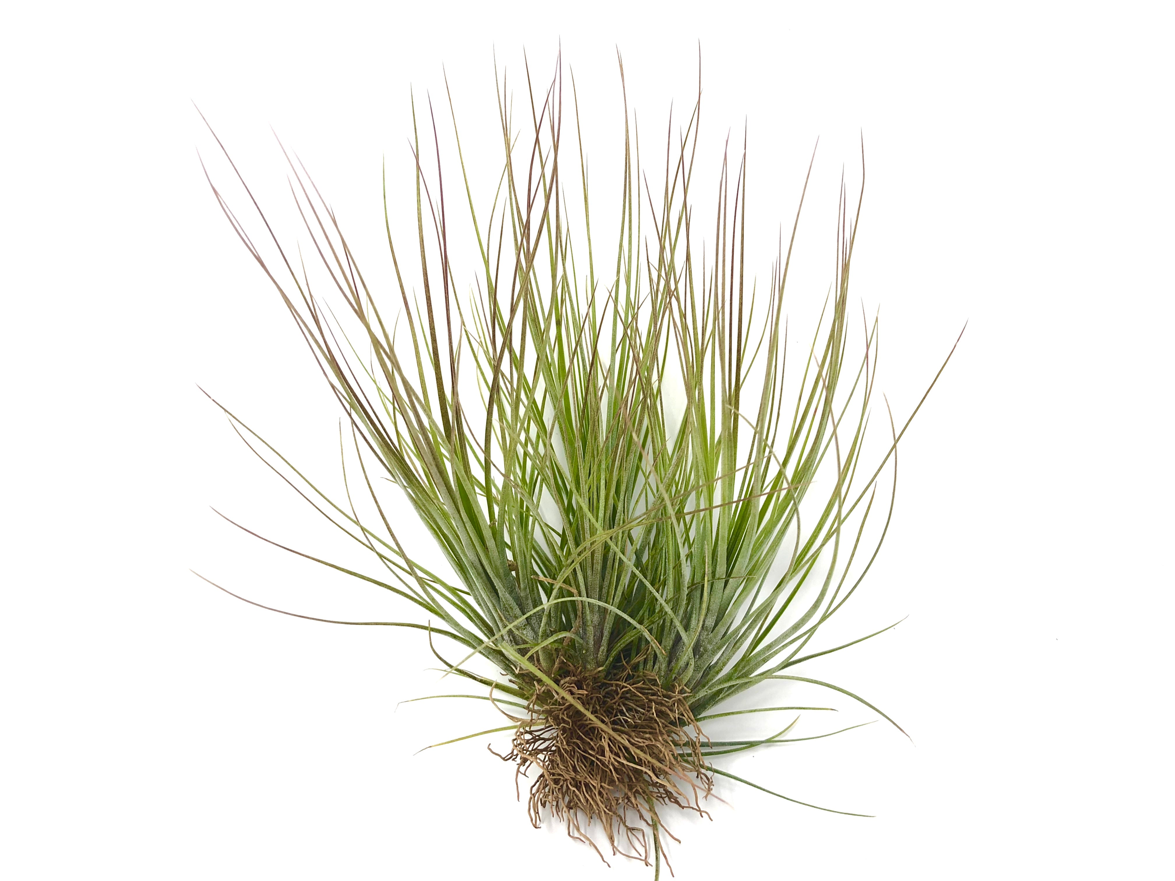 Tillandsia Juncea Air Plant Tall Wispy Vase Houseplant