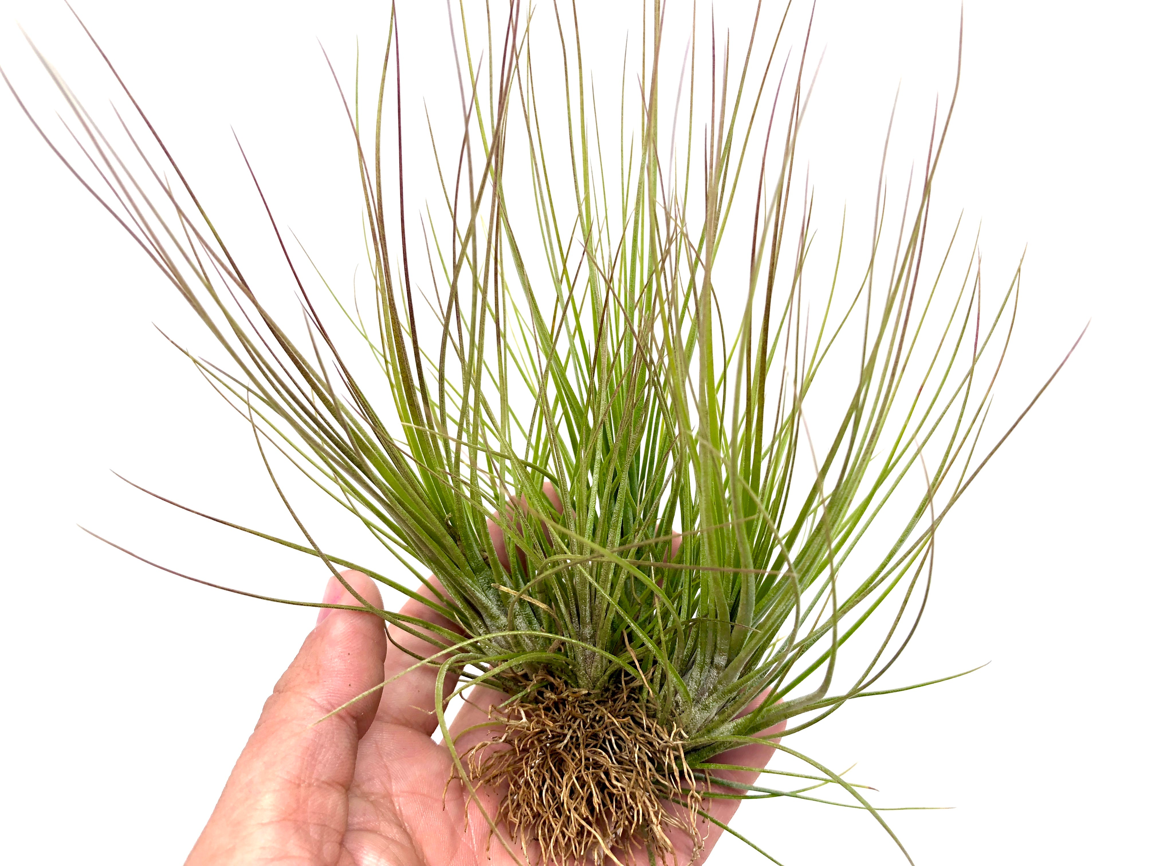 Tillandsia Juncea Air Plant Tall Wispy Vase Houseplant