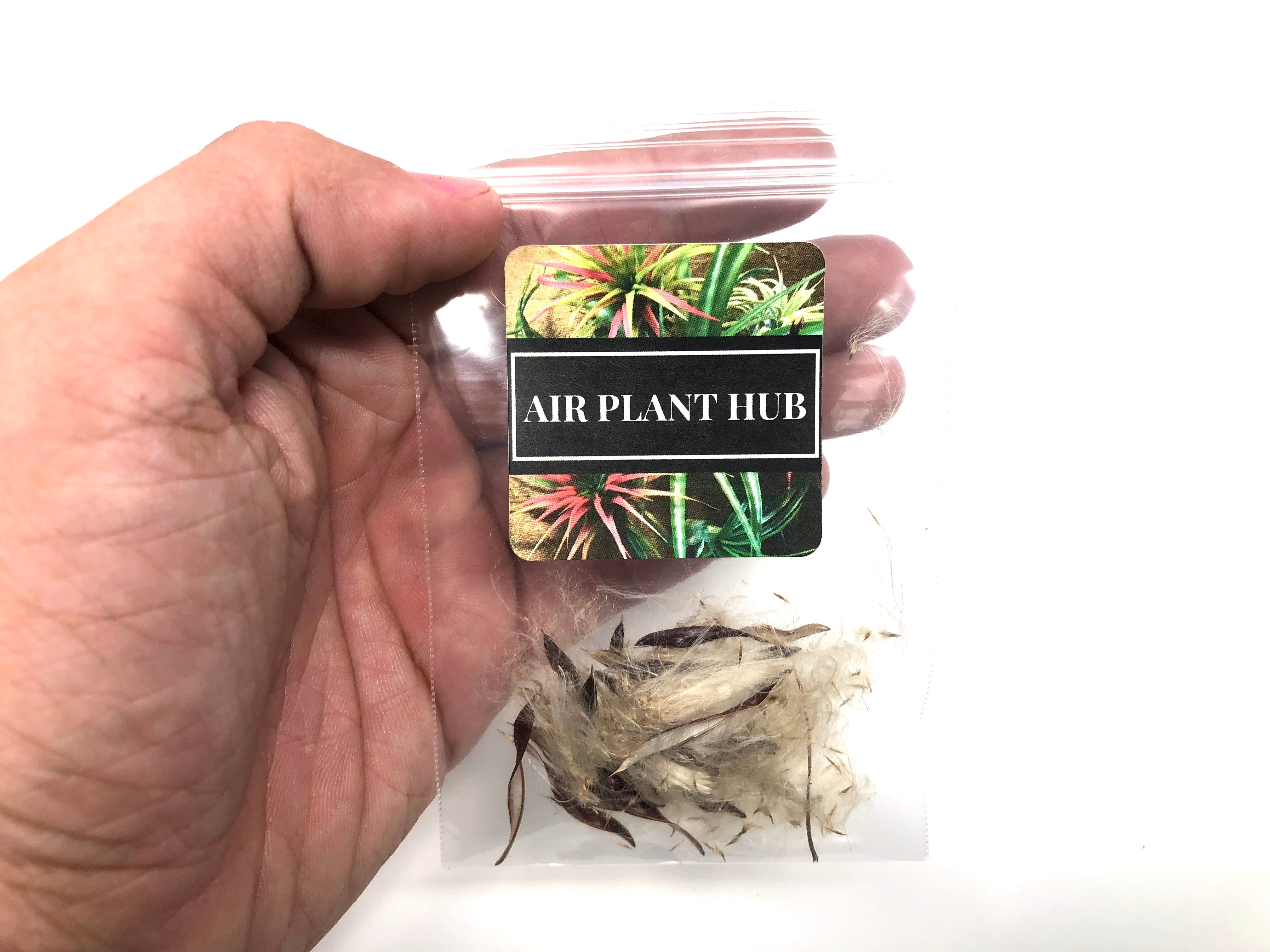 air plant seed pod Freshly Harvested Tillandsia Seed