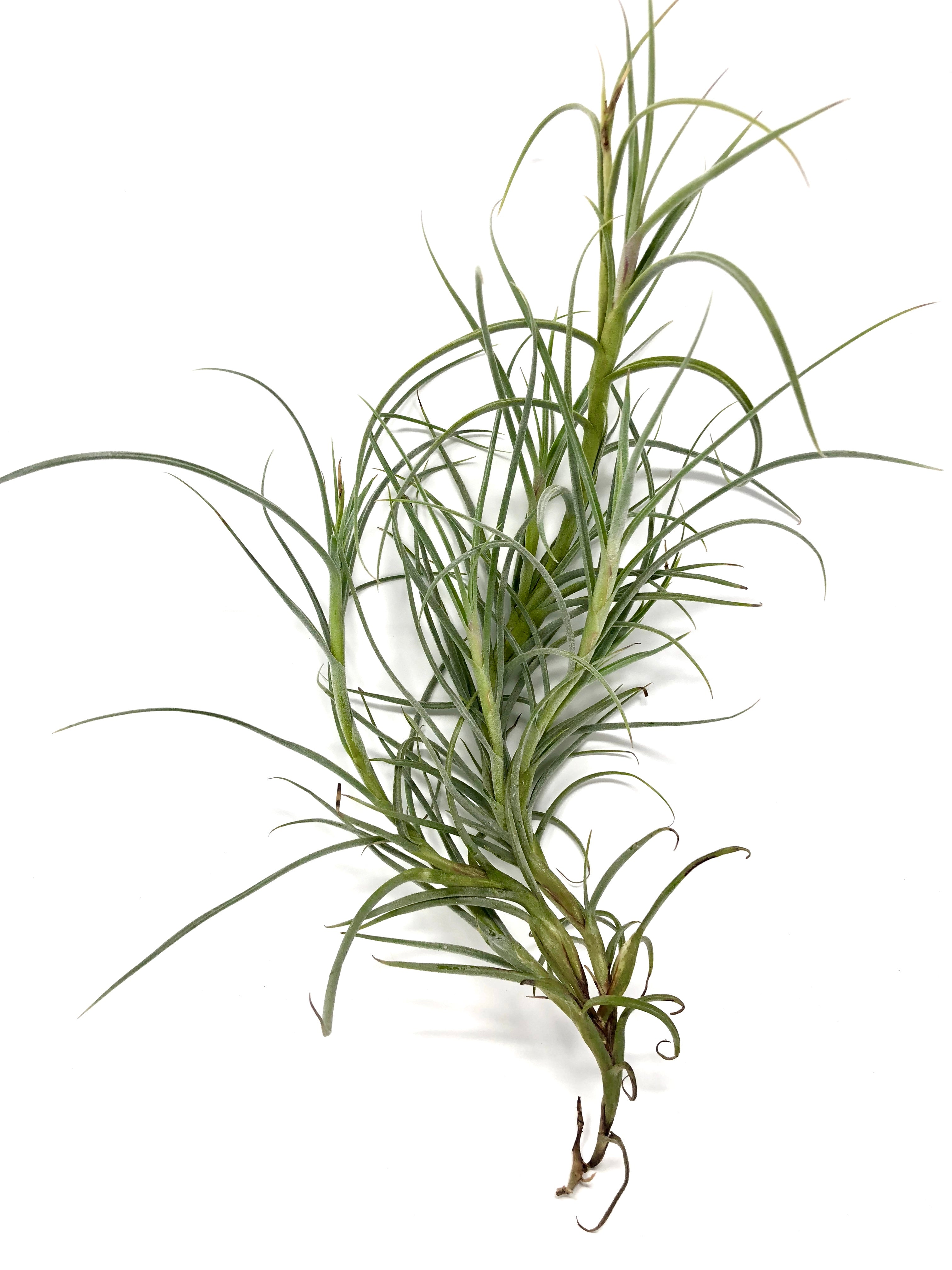 Crocata Giant <br> (Singles and Clumps) - Air Plant Hub 