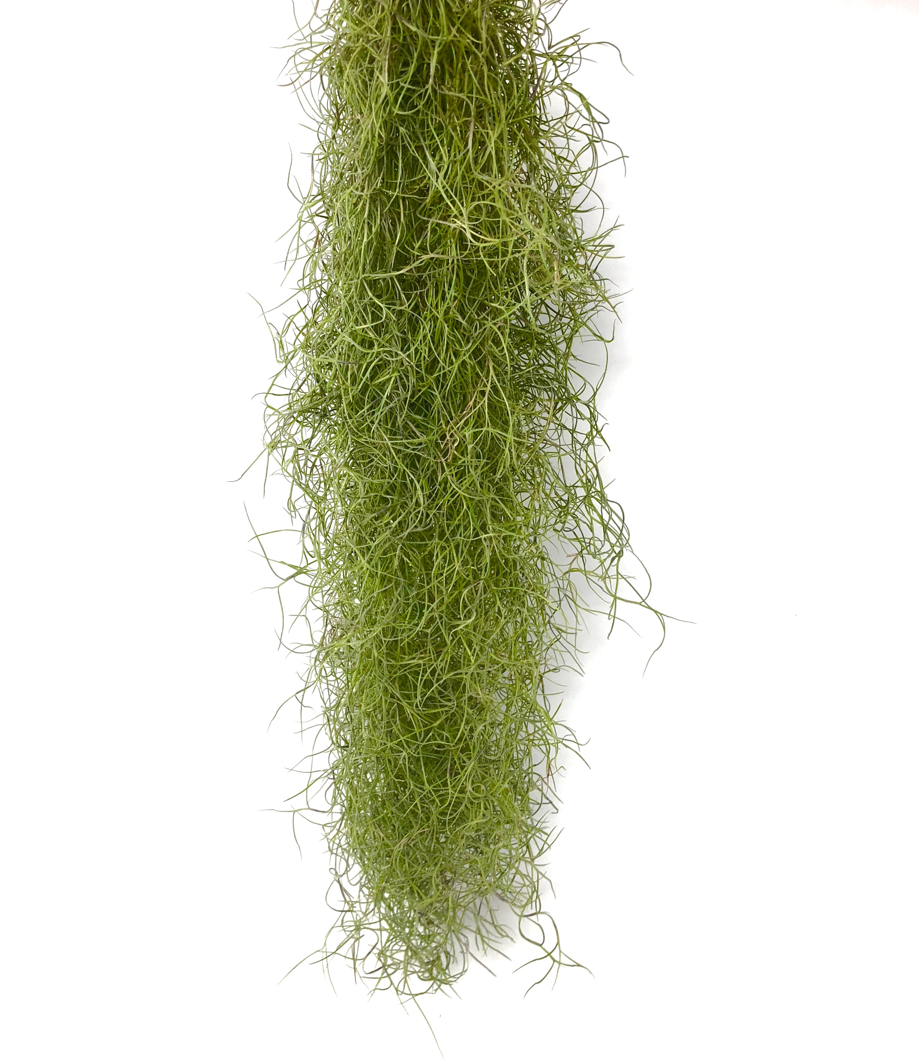 Usneoides Fine Green <br> (Rare) - Air Plant Hub Tillandsia usneoides spanish moss clump hanging wedding plant green