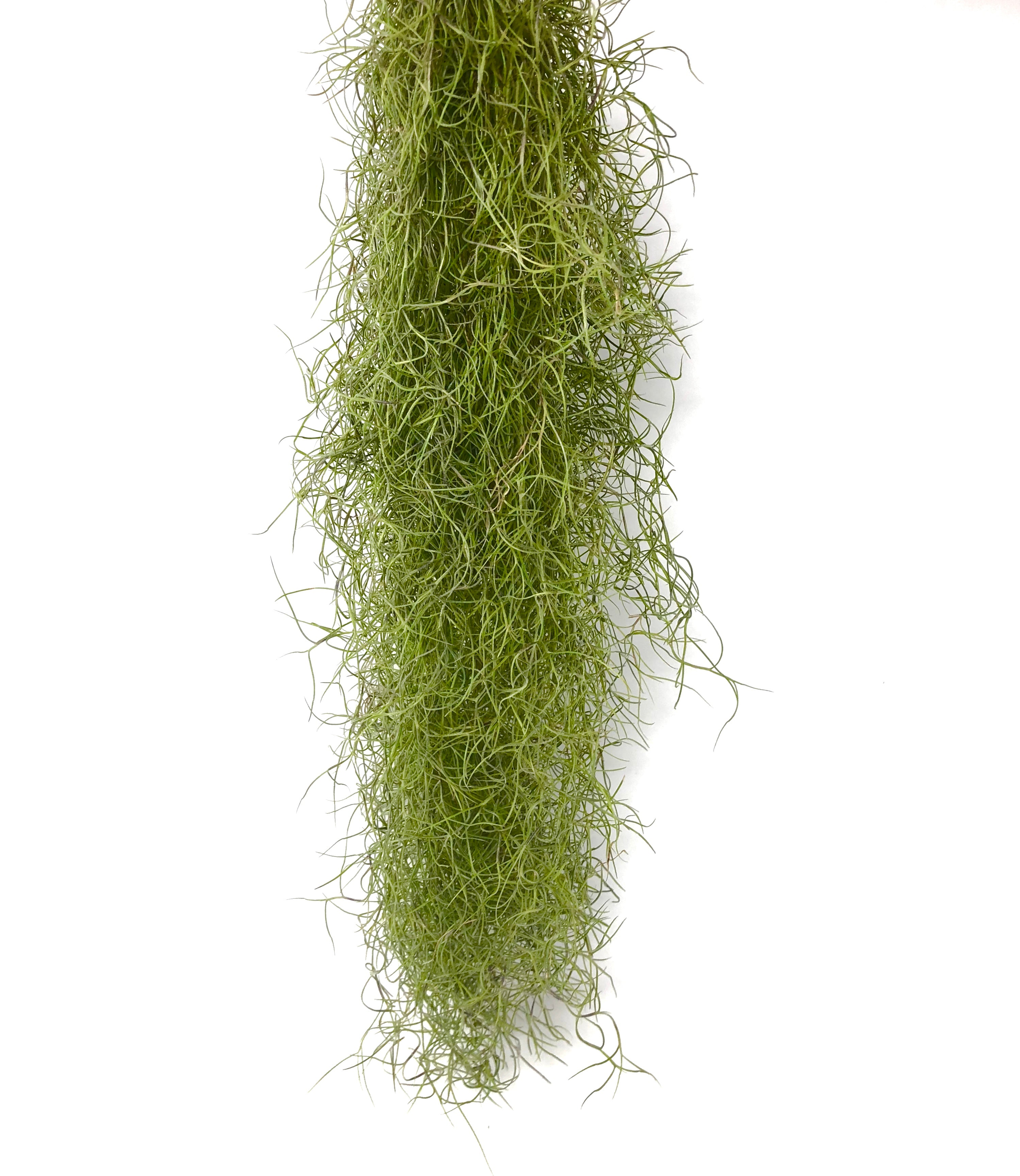 spanish air plant Usneoides (Spanish Moss) Fine Green