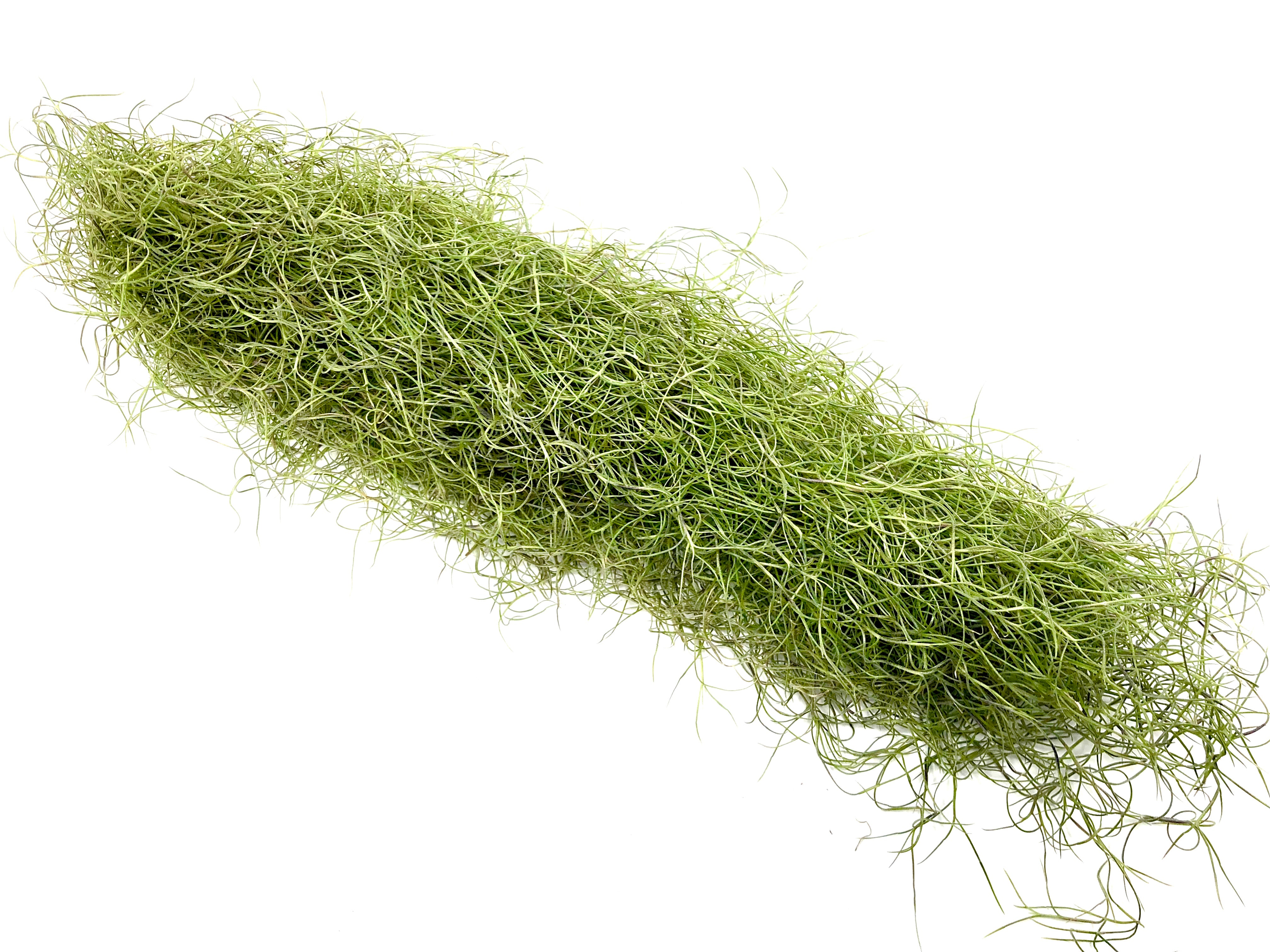 is moss an air plant Usneoides (Spanish Moss) Fine Green – Air Plant Hub