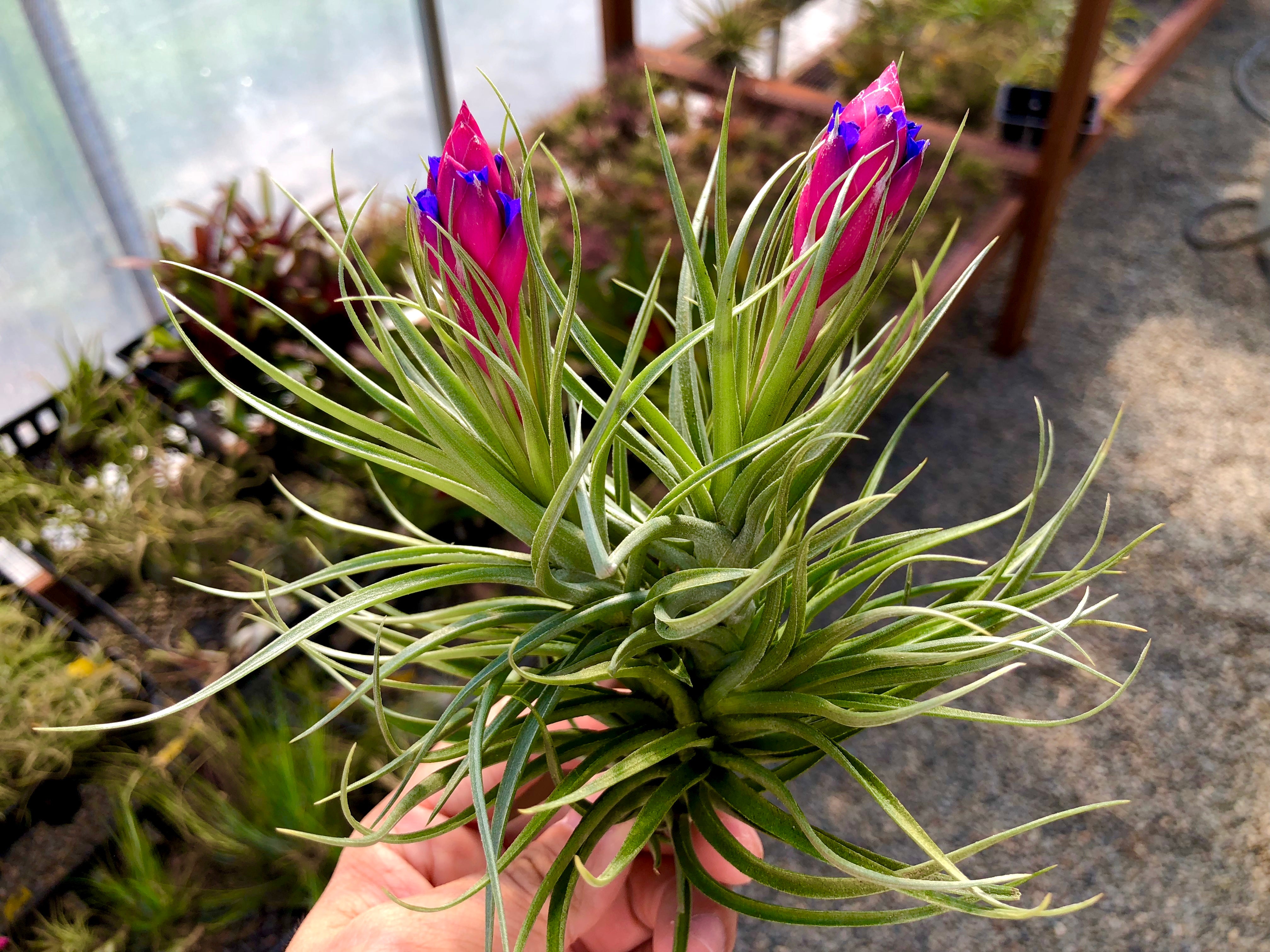 air plant that looks like hair Aeranthos / Bergeri Small
