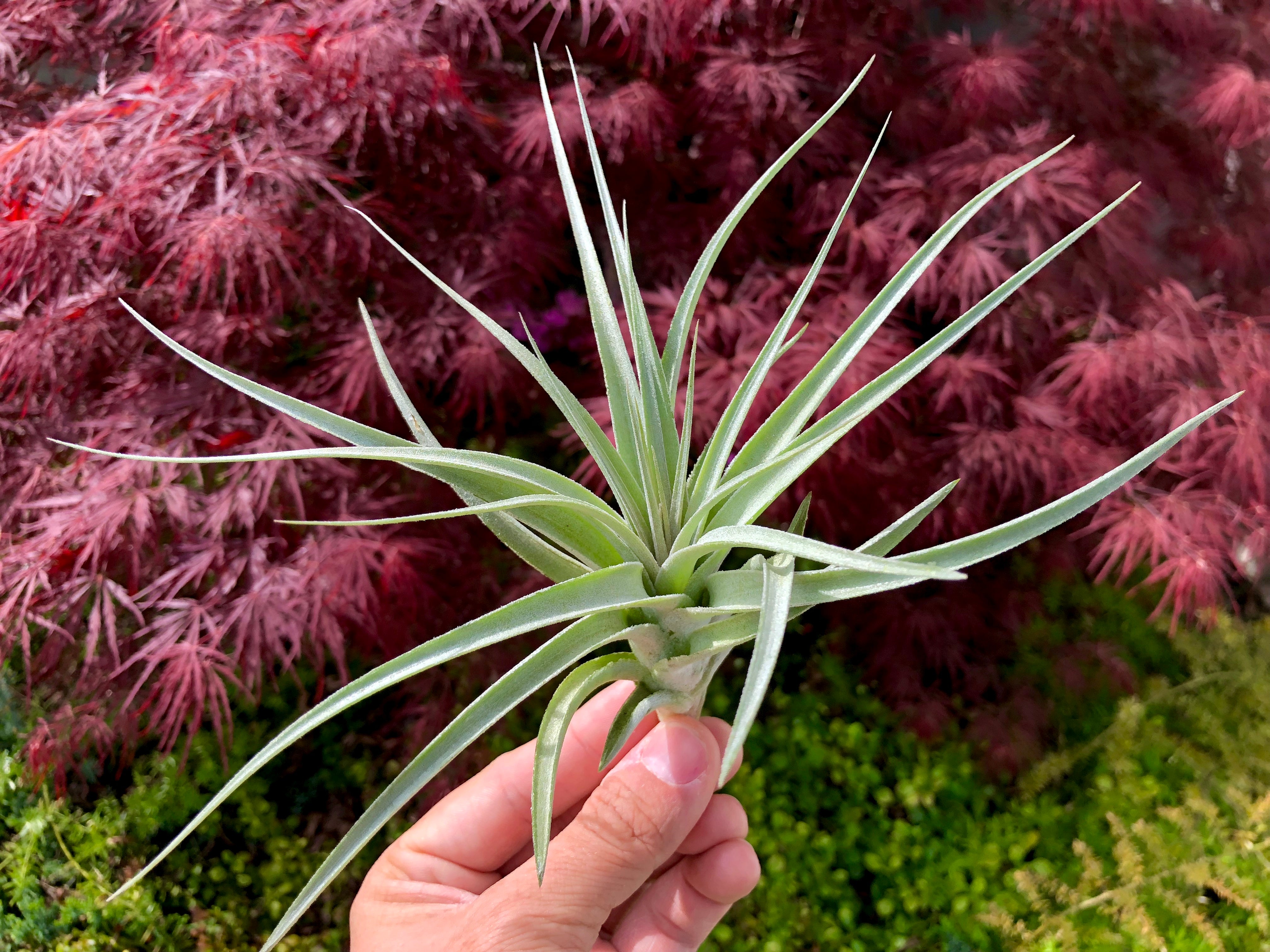 recurvifolia x Gardneri Air Plant tillandsia for wedding bouquet or wedding decor