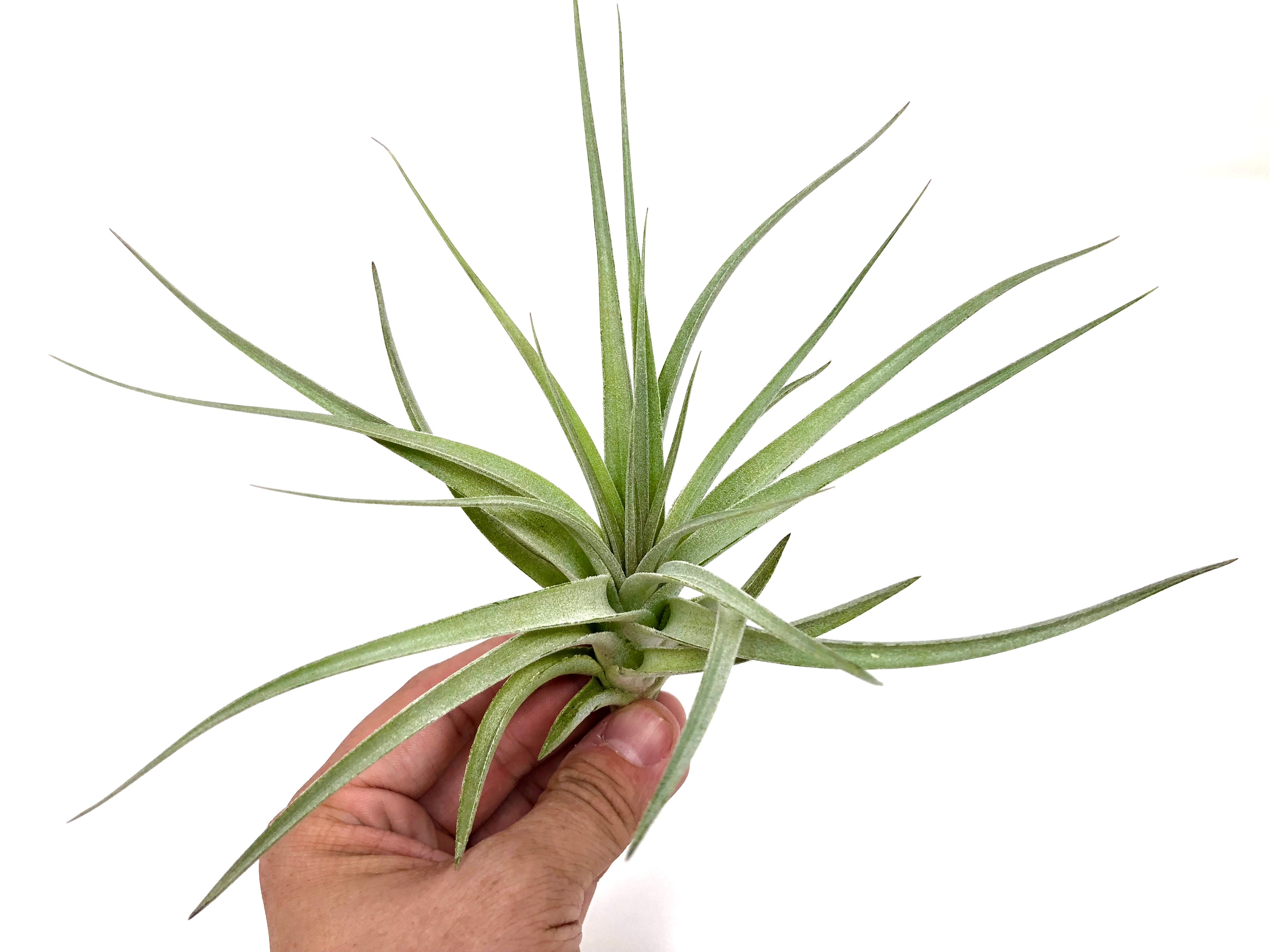 recurvifolia x Gardneri Air Plant tillandsia for wedding bouquet or wedding decor