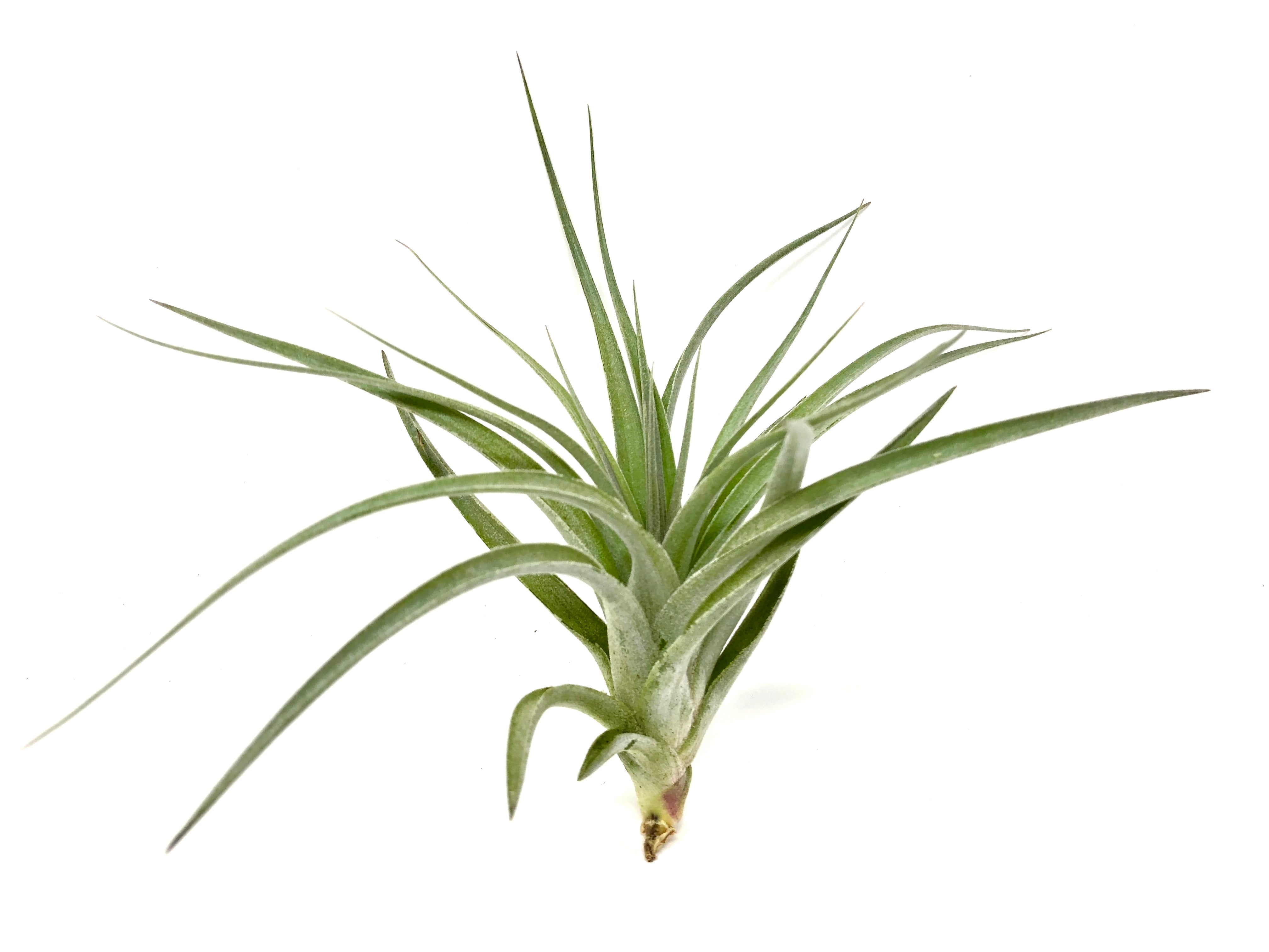 recurvifolia x Gardneri Air Plant tillandsia for wedding bouquet or wedding decor