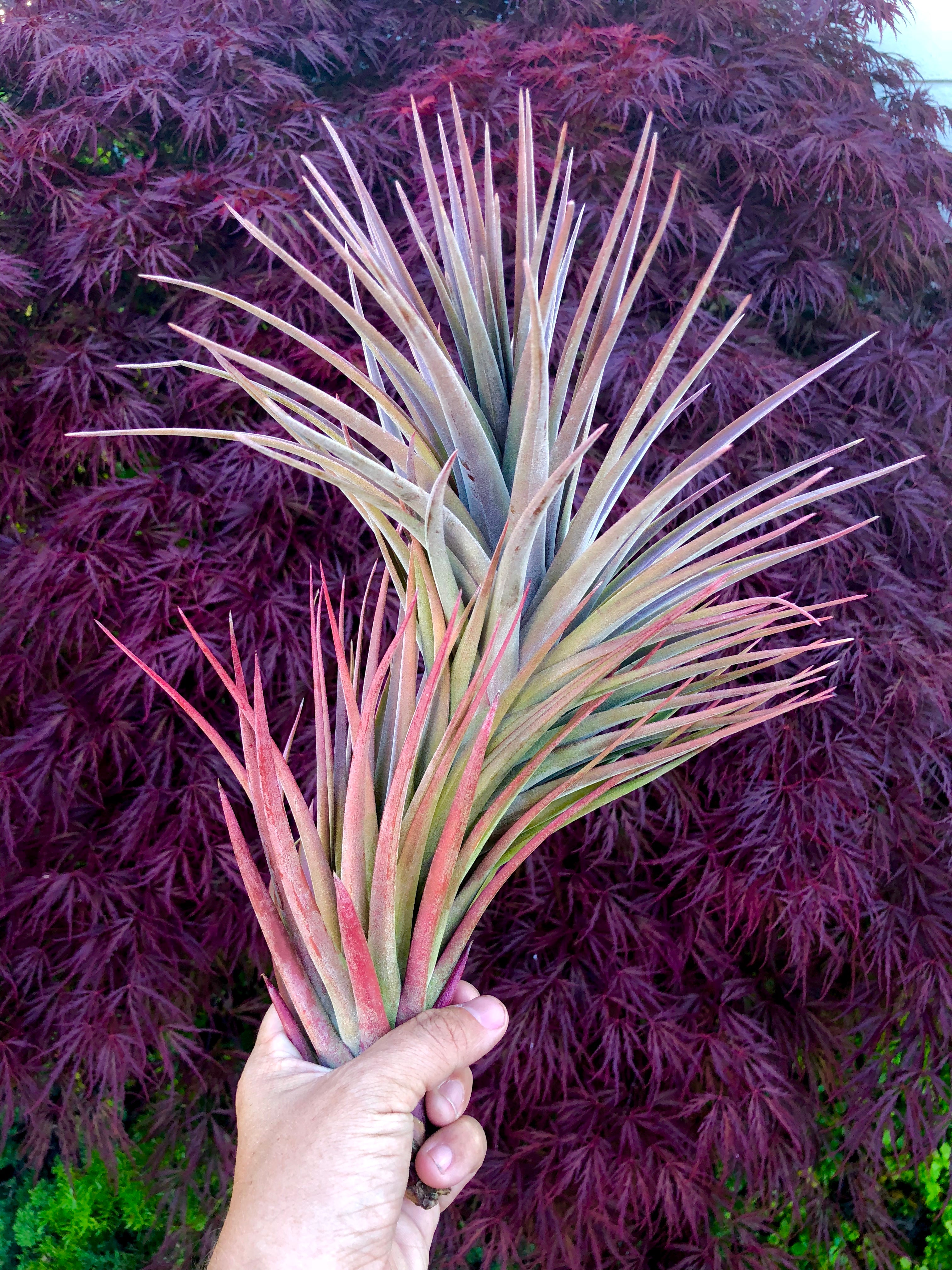 Tillandsia Nidus Air Plant Rare Large XL Houseplant