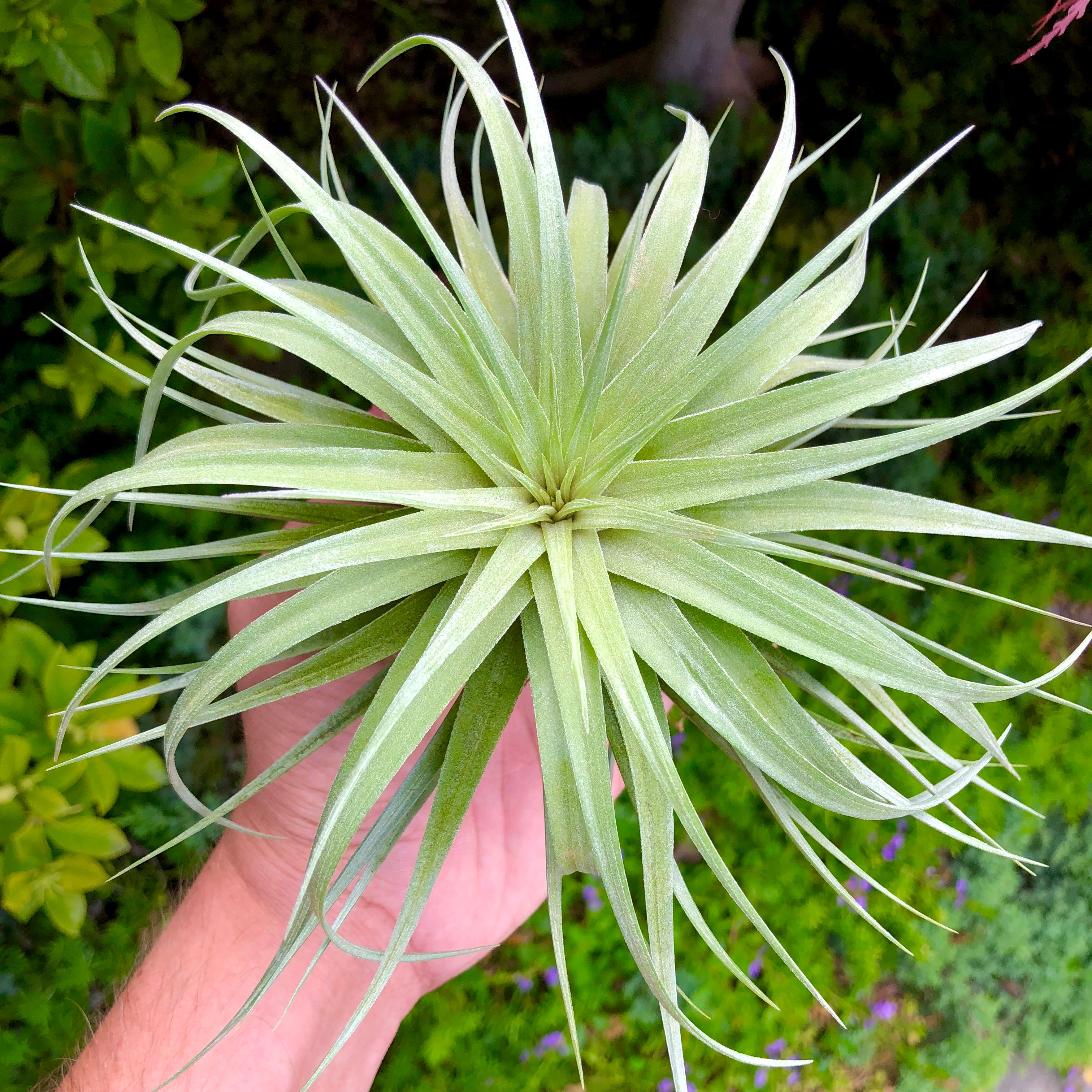 Stricta 'Stiff Gray' <br> (APH Top Pick) - Air Plant Hub  symmetrical tillandsia