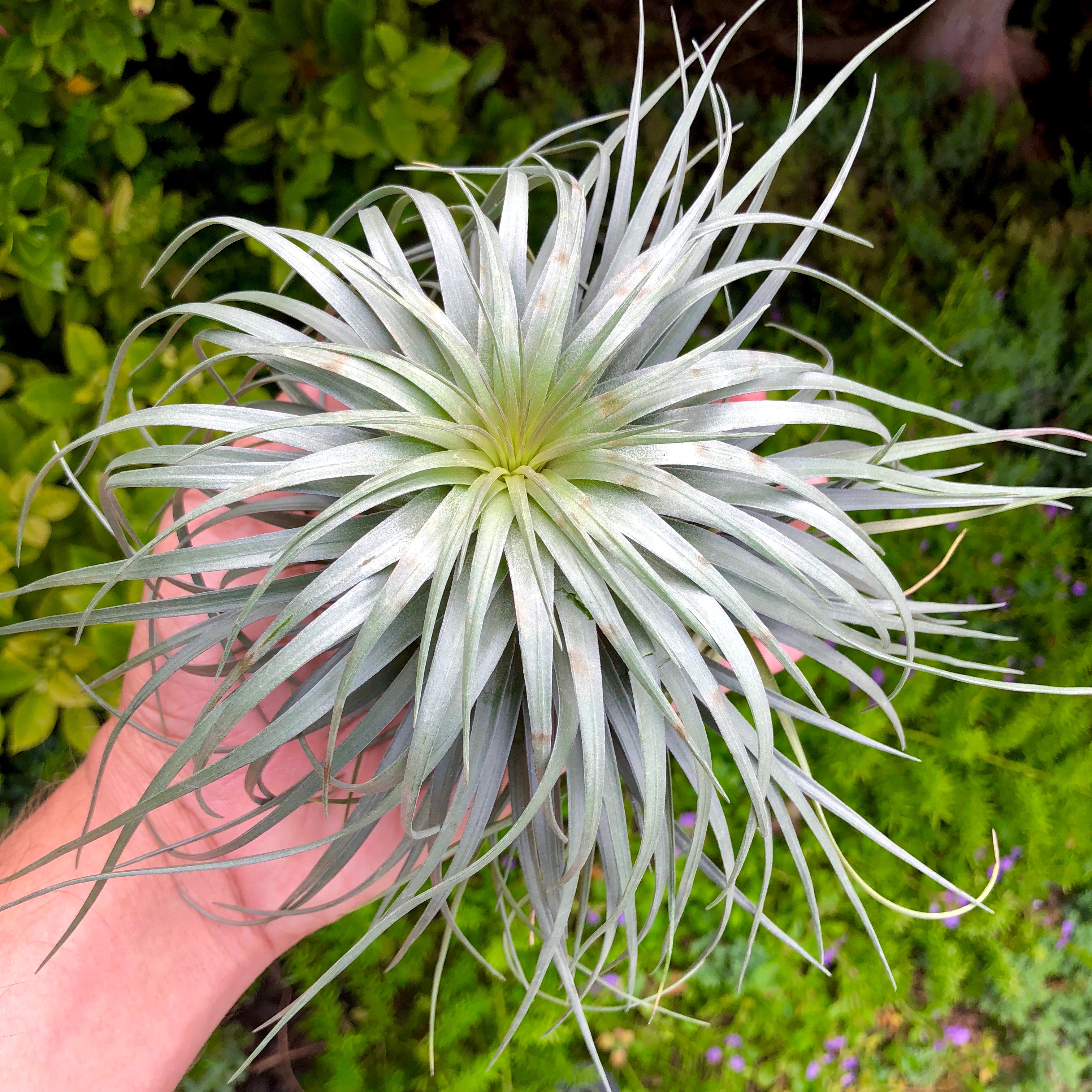 Stricta 'Moonglow' <br> (Beautiful Symmetry) - Air Plant Hub wedding decor bridal bouquet