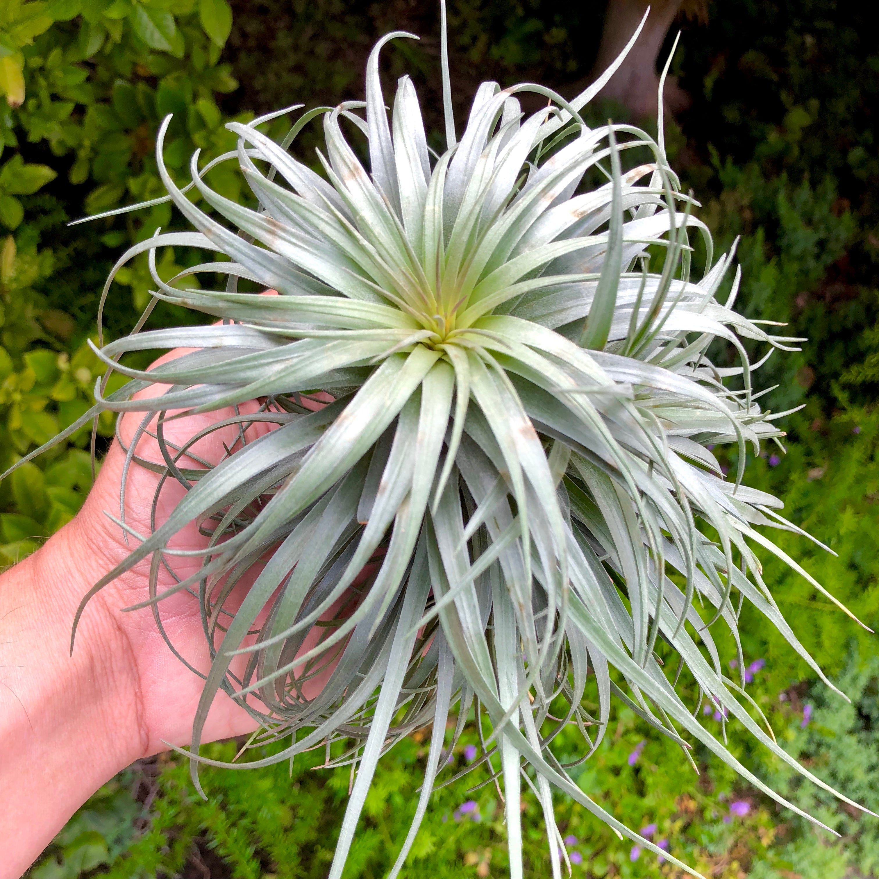 Stricta 'Moonglow' <br> (Beautiful Symmetry) - Air Plant Hub wedding decor bridal bouquet