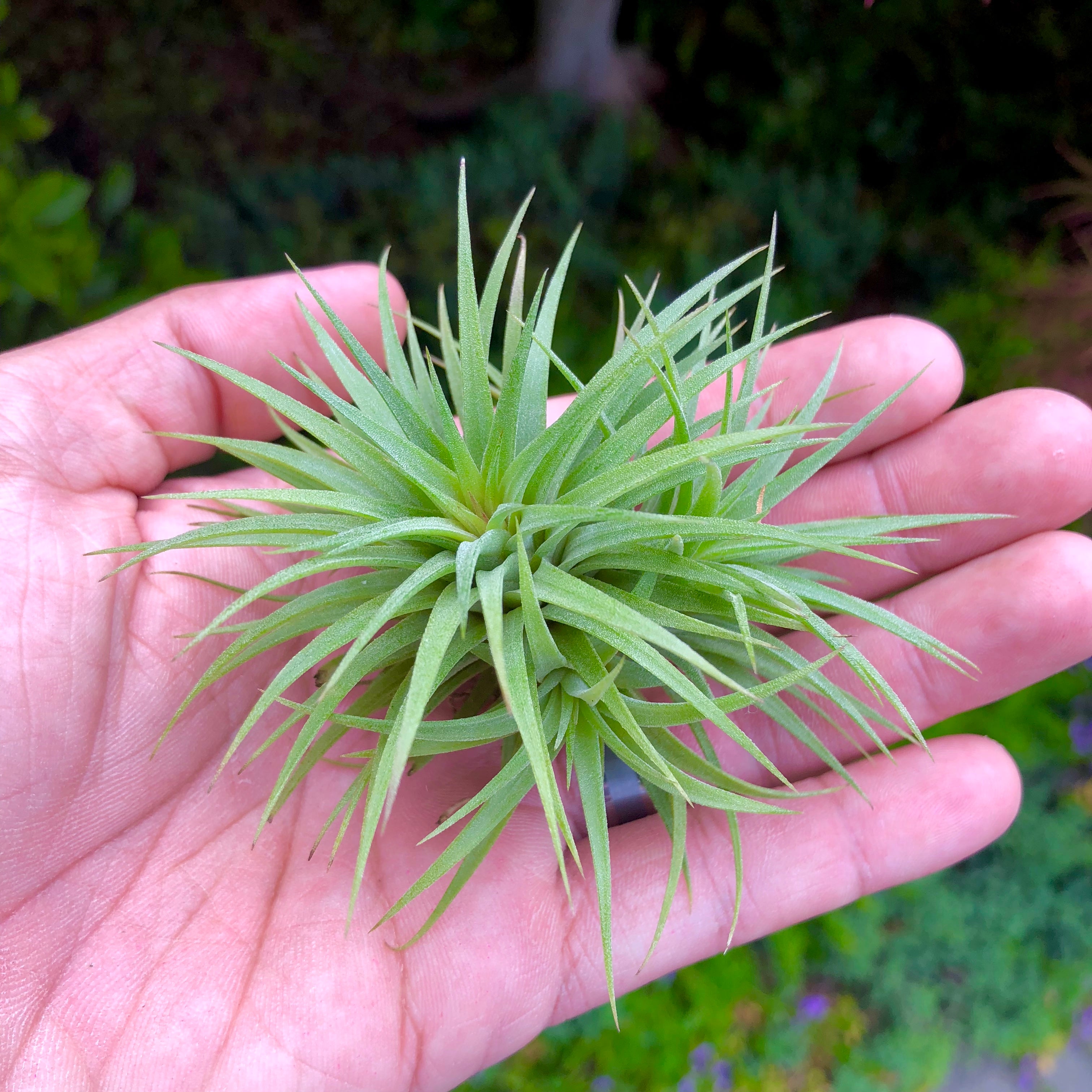 Ionantha 'Fat Boy' - Air Plant Hub 