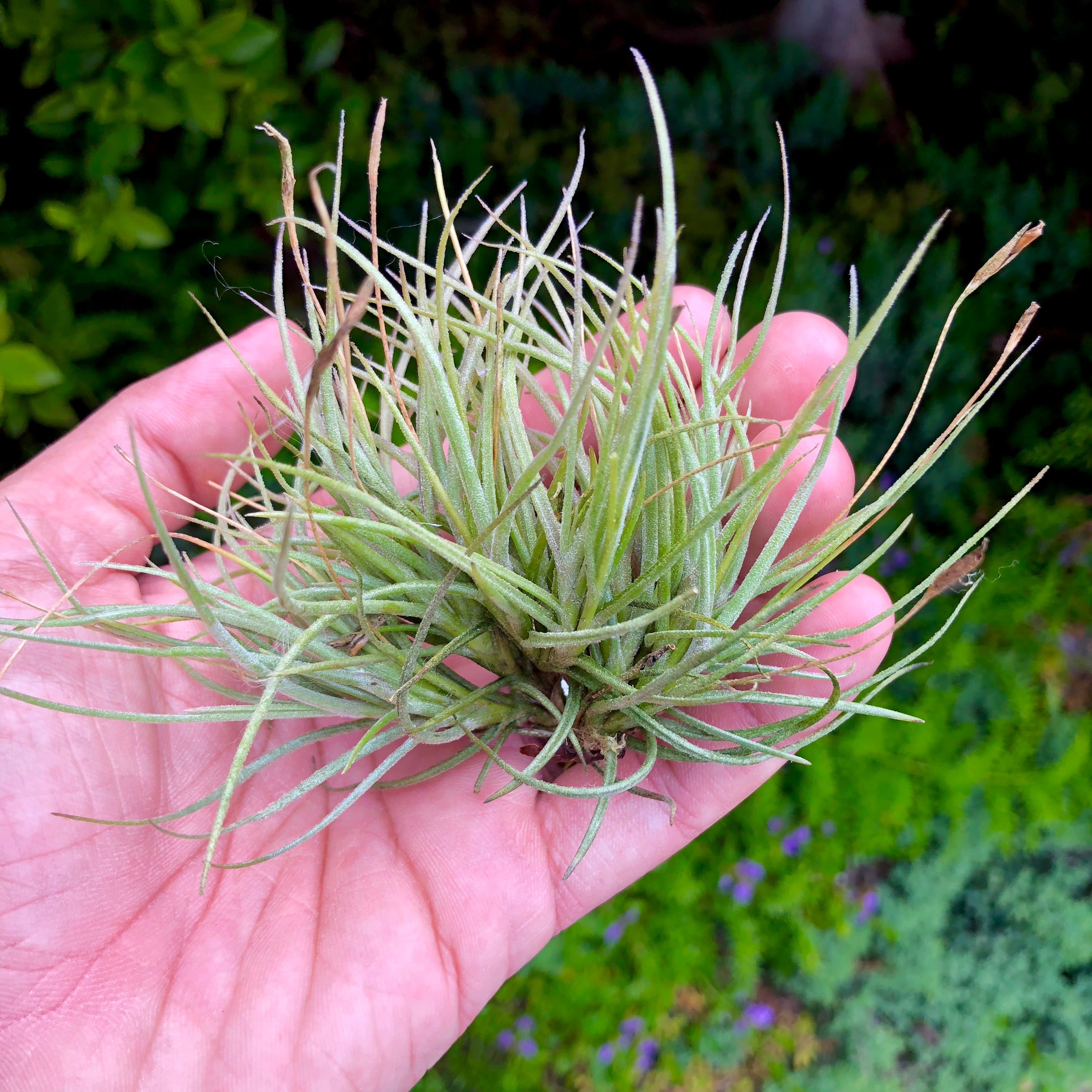 Recurvata Clump Air Plant Tillandsia Natural To USA 