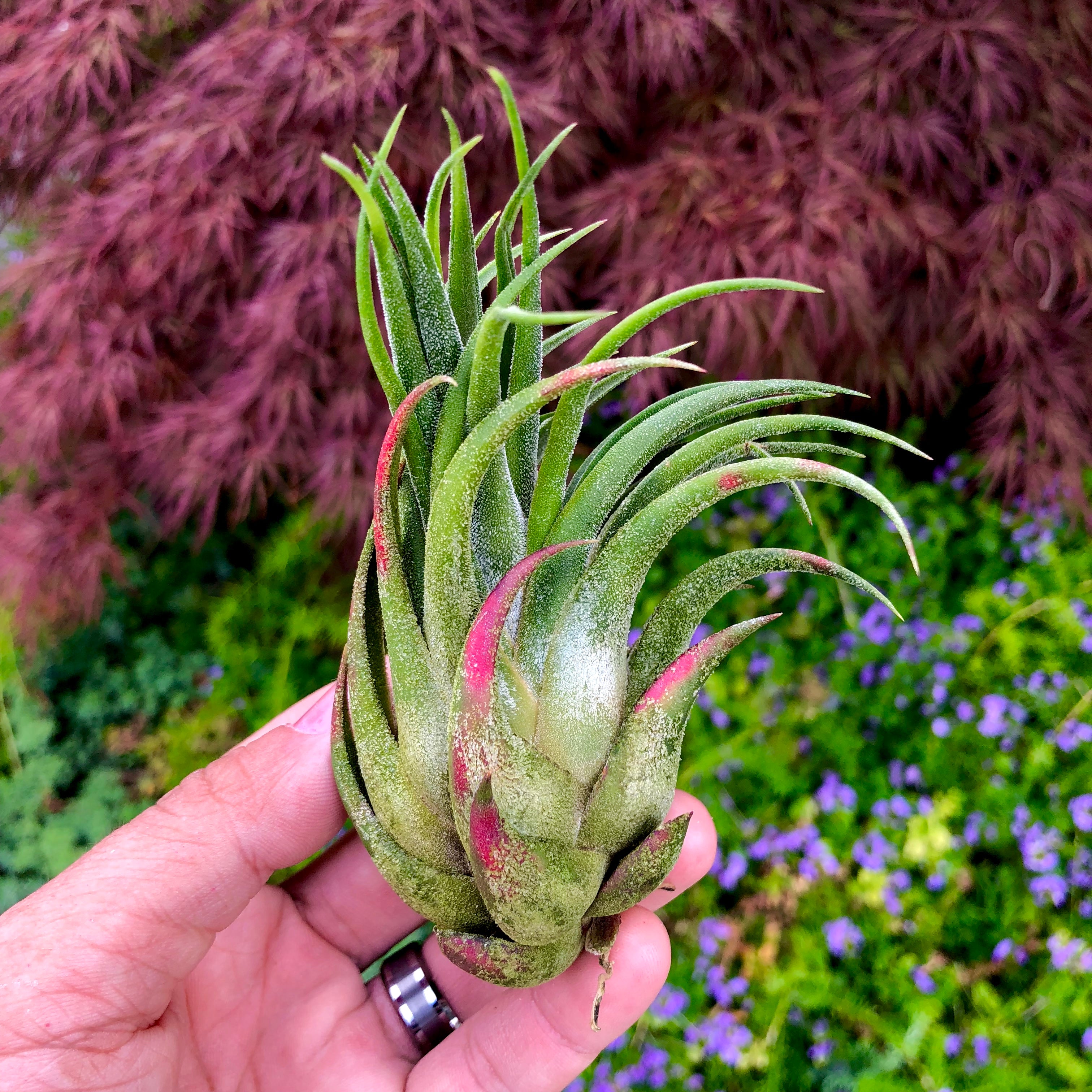 Seleriana x Pruinosa Air Plant Tillandsia Hybrid Rare