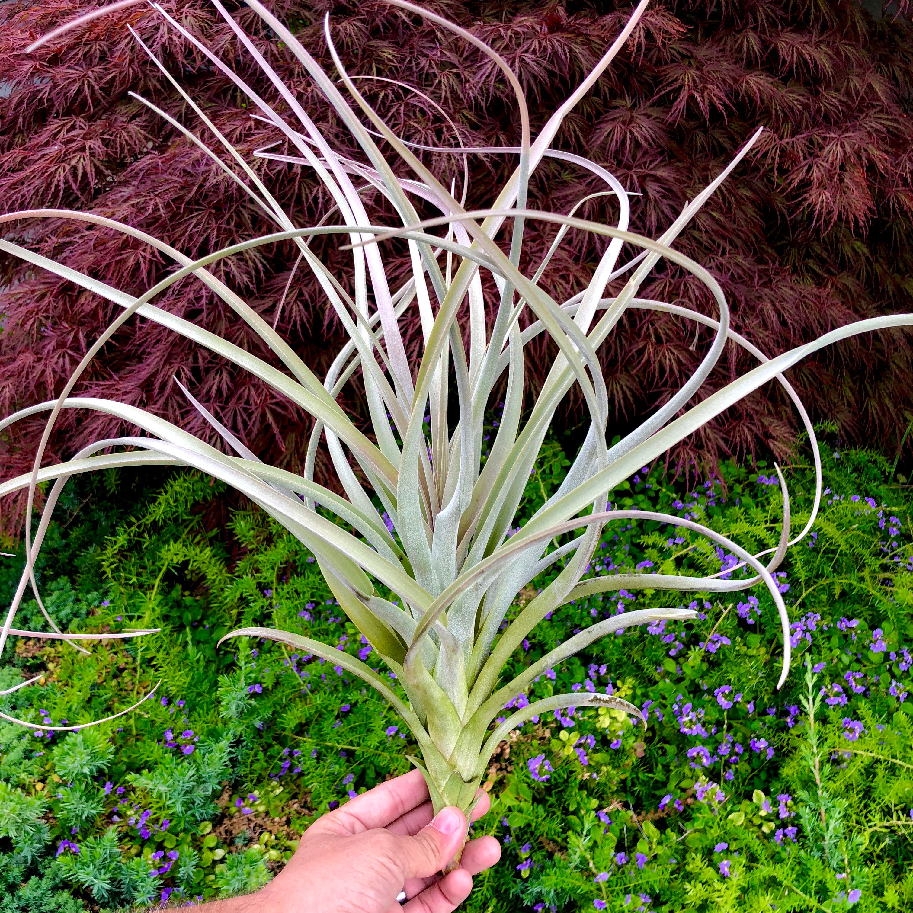 ブロメリア・エアープランツ Tillandsia exserta x 'Joel' #J068 YCB Exserta – Air Plant Hub