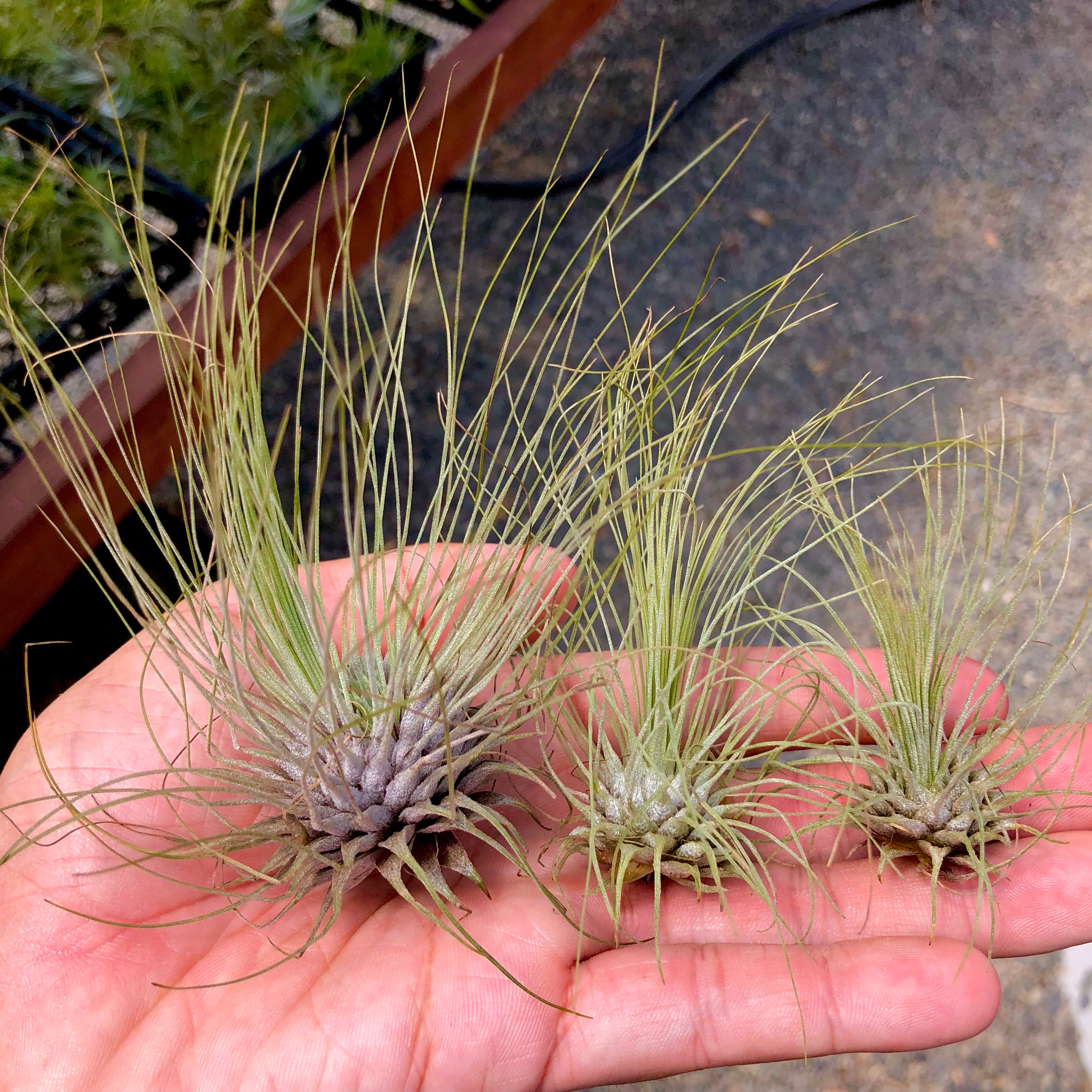 Fuchsii Gracillis Tillandsia Wispy Air Plant Great For Terrariums