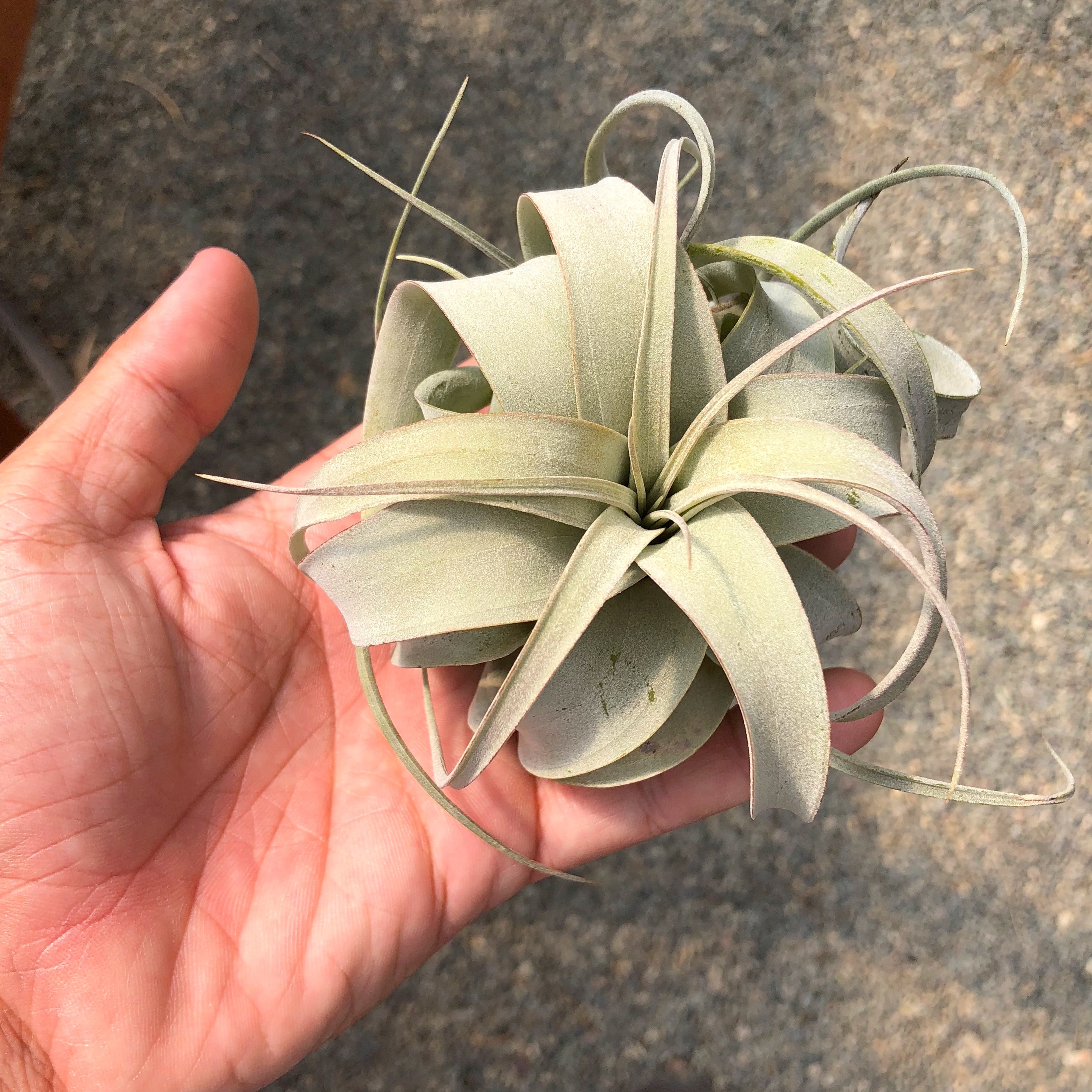 Tillandsia Xerographica Queen Air Plant Rare Easy Care For Sale