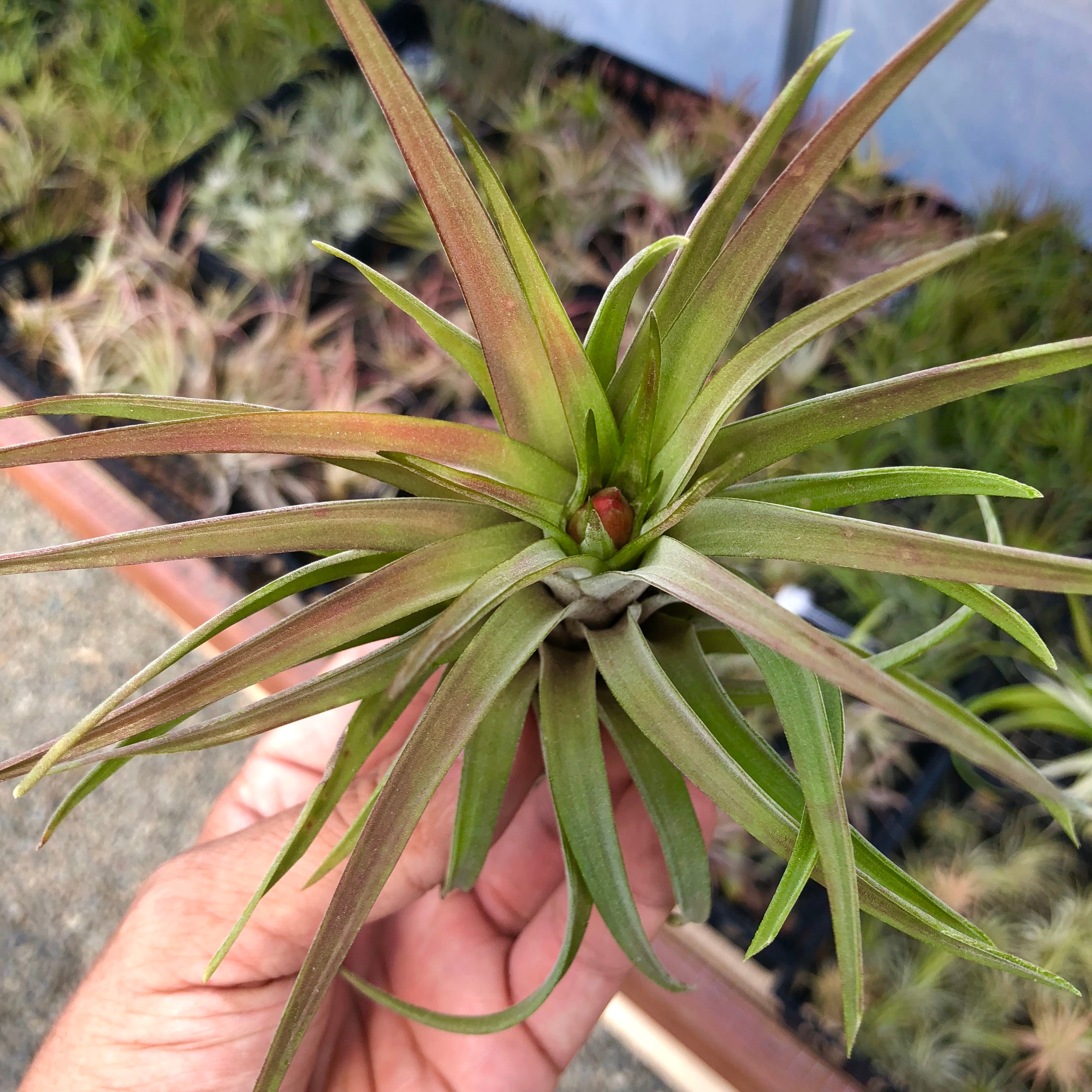 Velutina <br> Medium Size In Bloom/Blush! - Air Plant Hub 