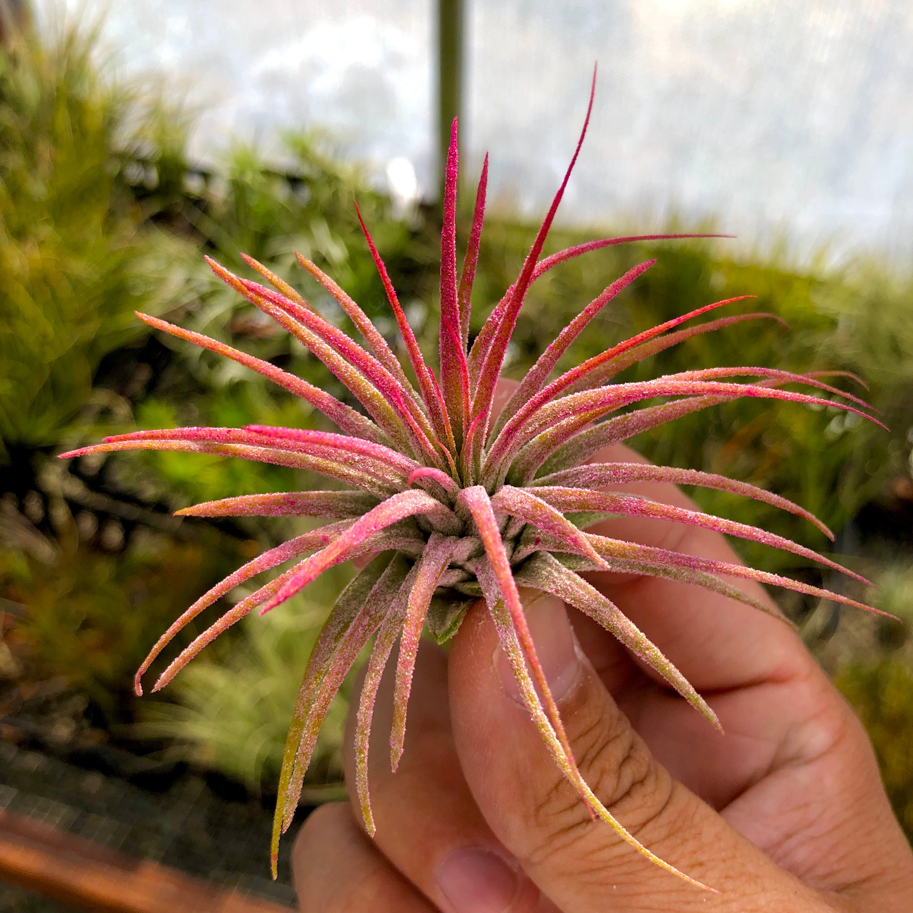 pink air plant Ionantha Pink
